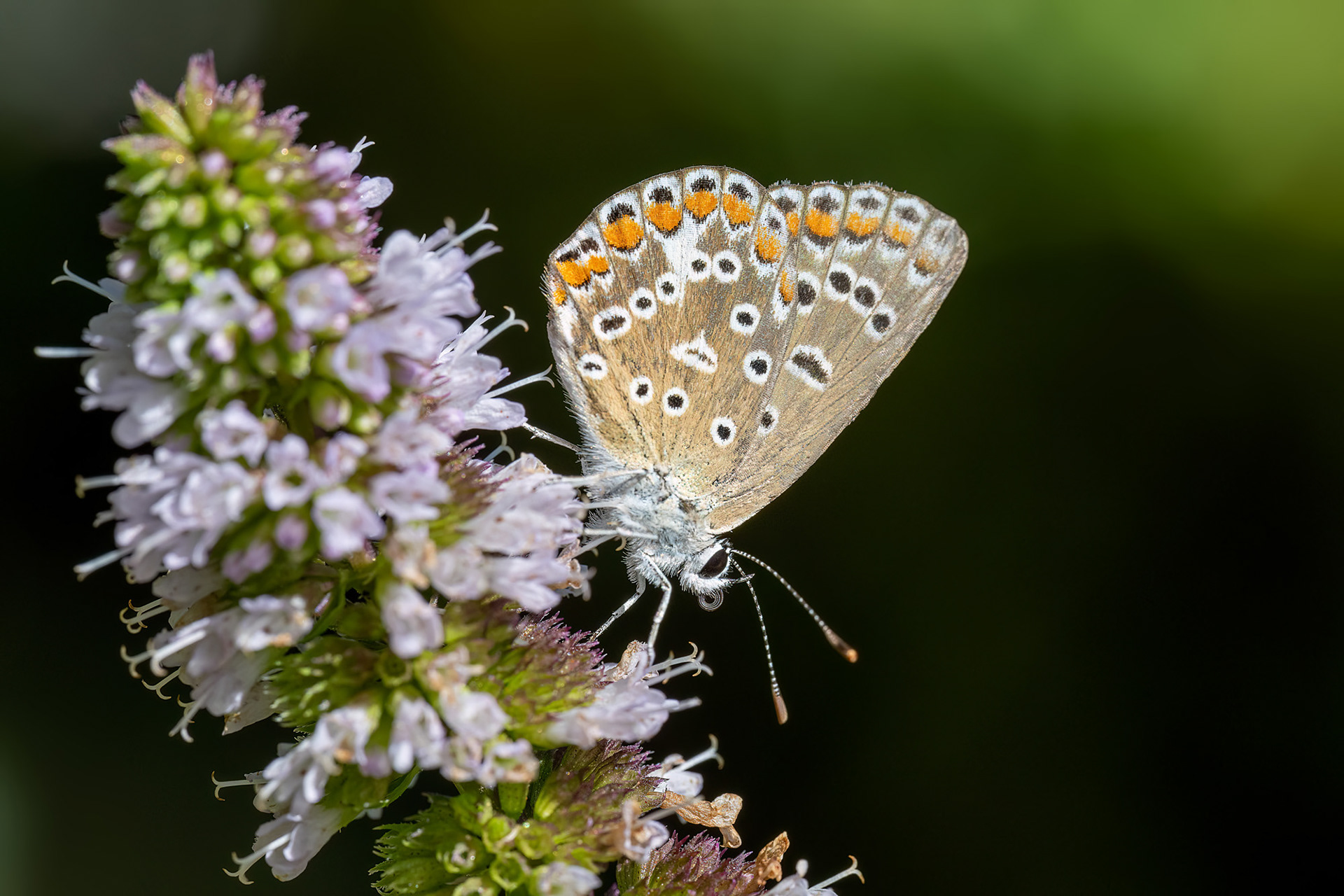 Polyommatus icarus femmina