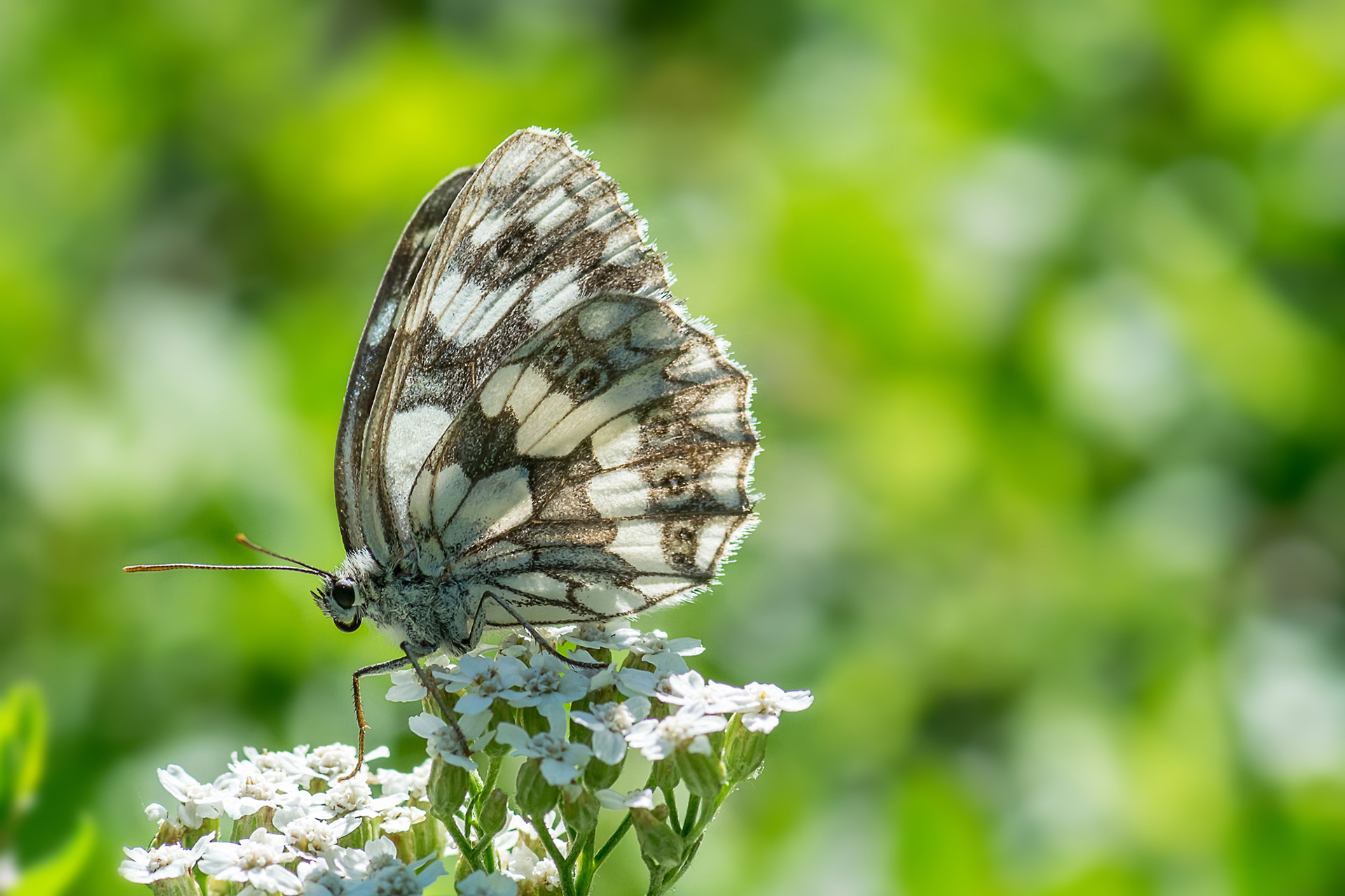 Melanargia galathea