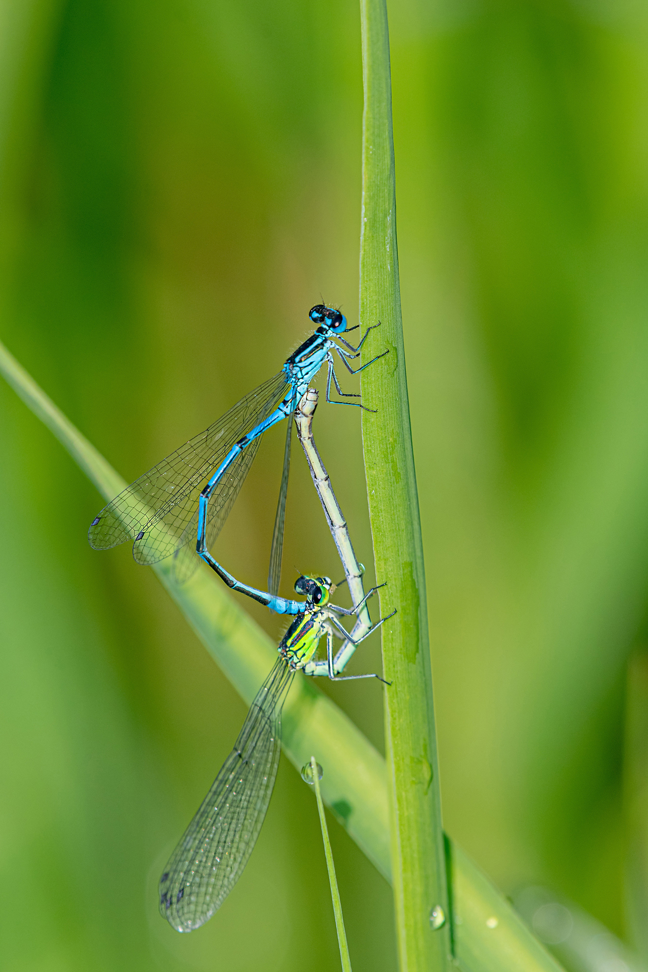 Coenagrion puella maschio e femmina