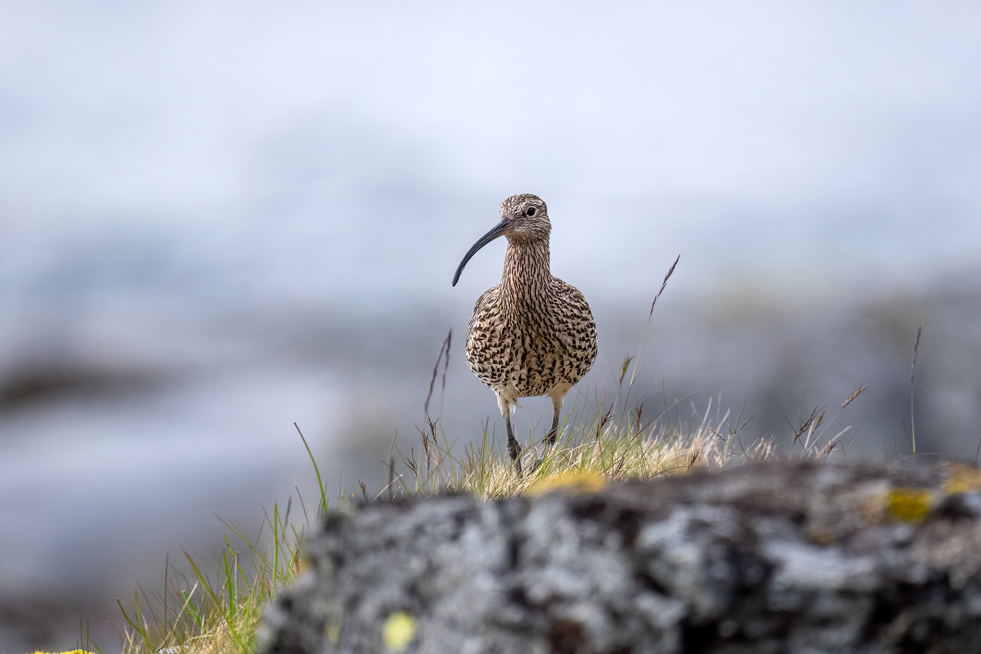 Chiurlo maggiore maschio