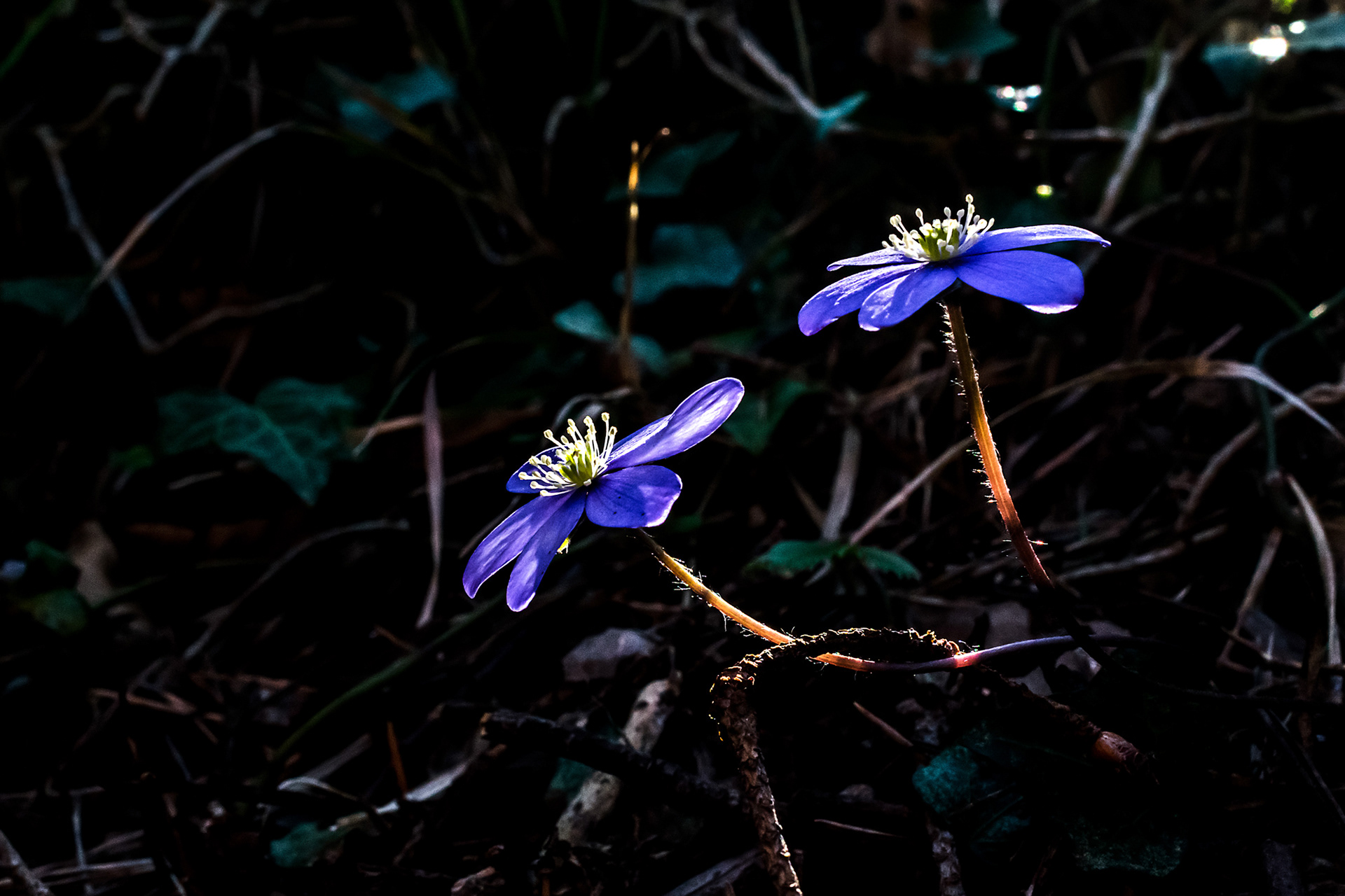 Anemone hepatica