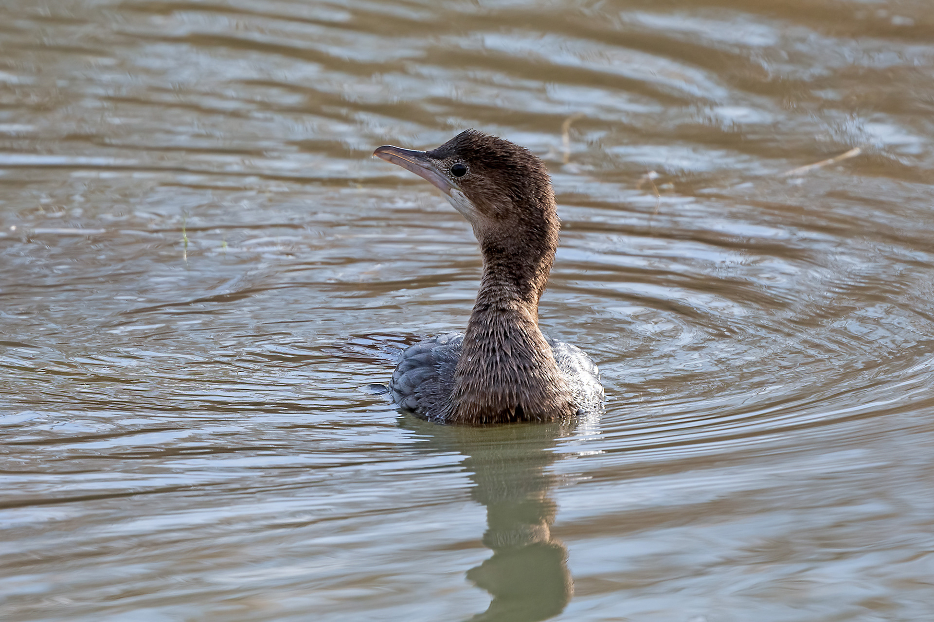 Riserva Sentina - marangone minore