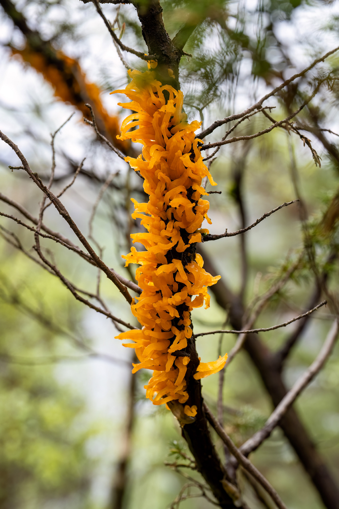 Gymnosporangium clavariiforme