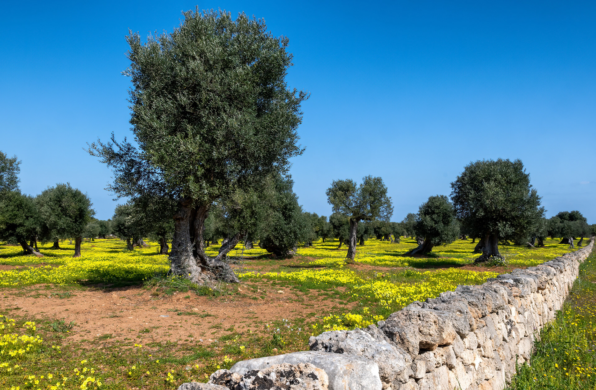 Piana degli ulivi di Ostuni