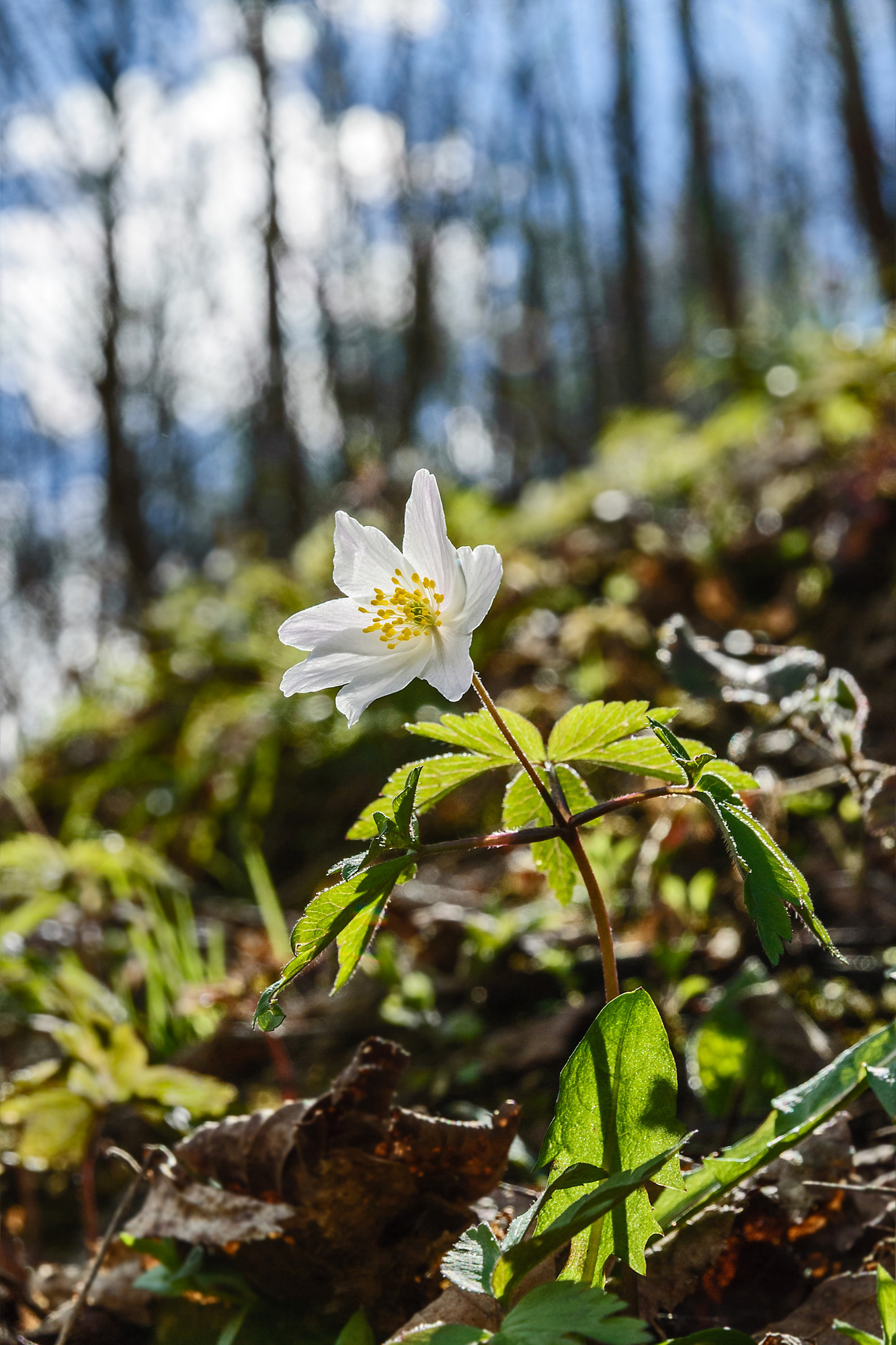 Anemone nemorosa