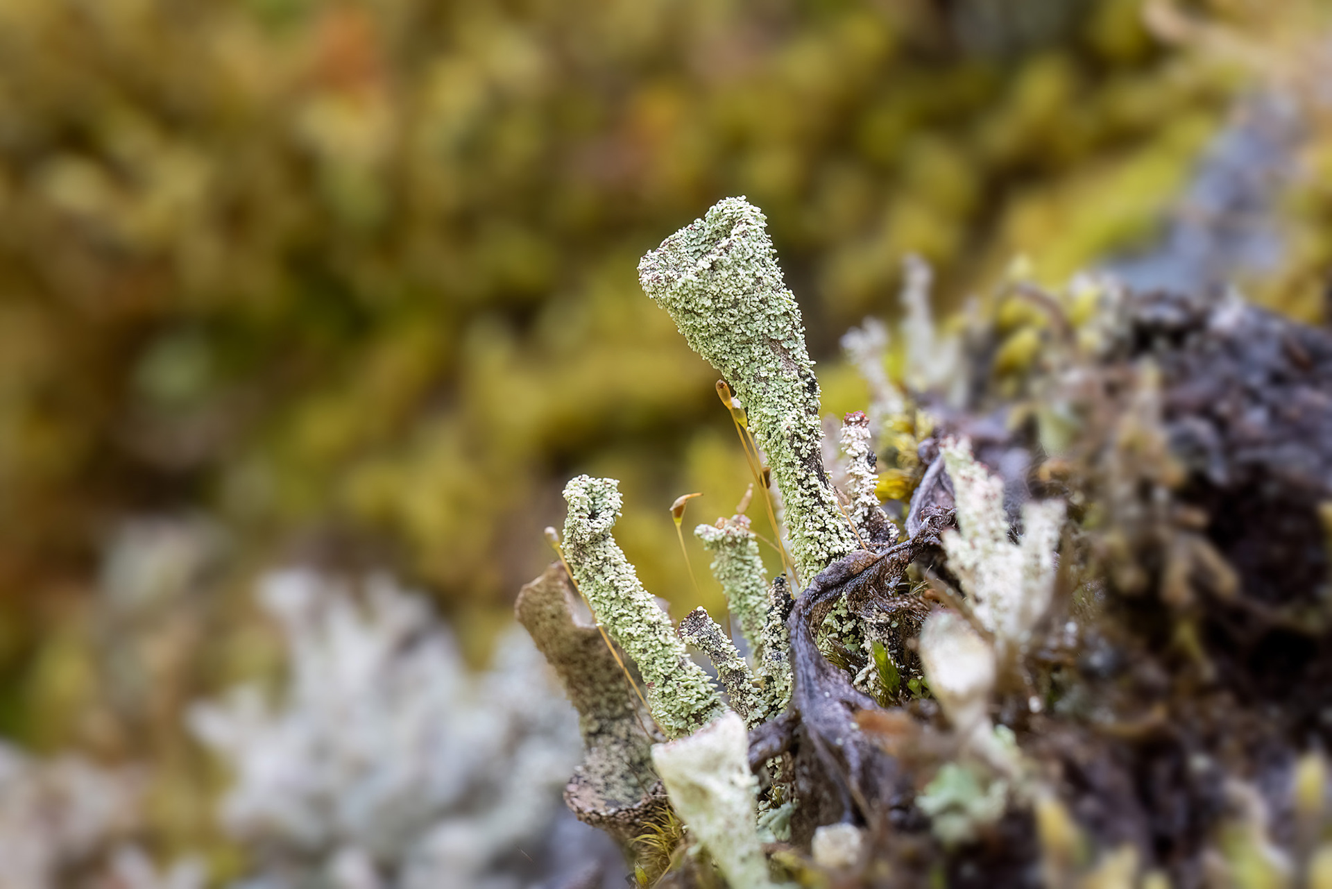 Cladonia coccifera