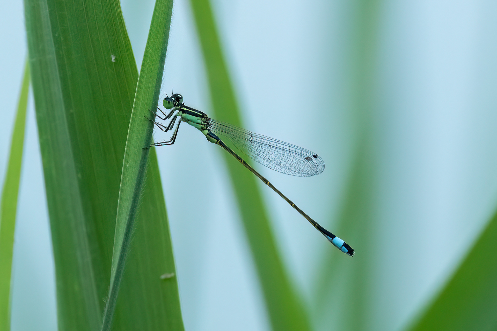 Ischnura elegans