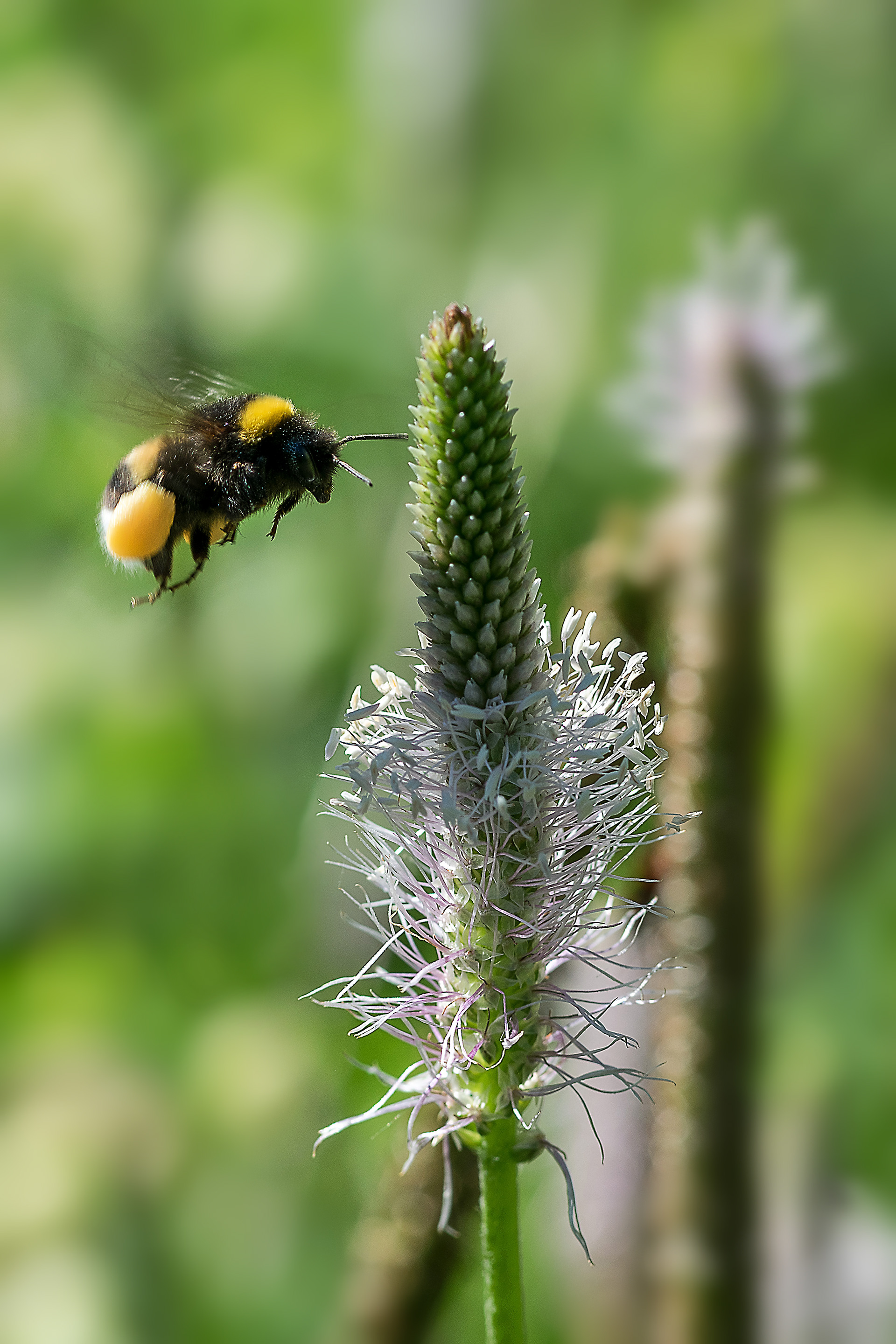 Bombus terrestris