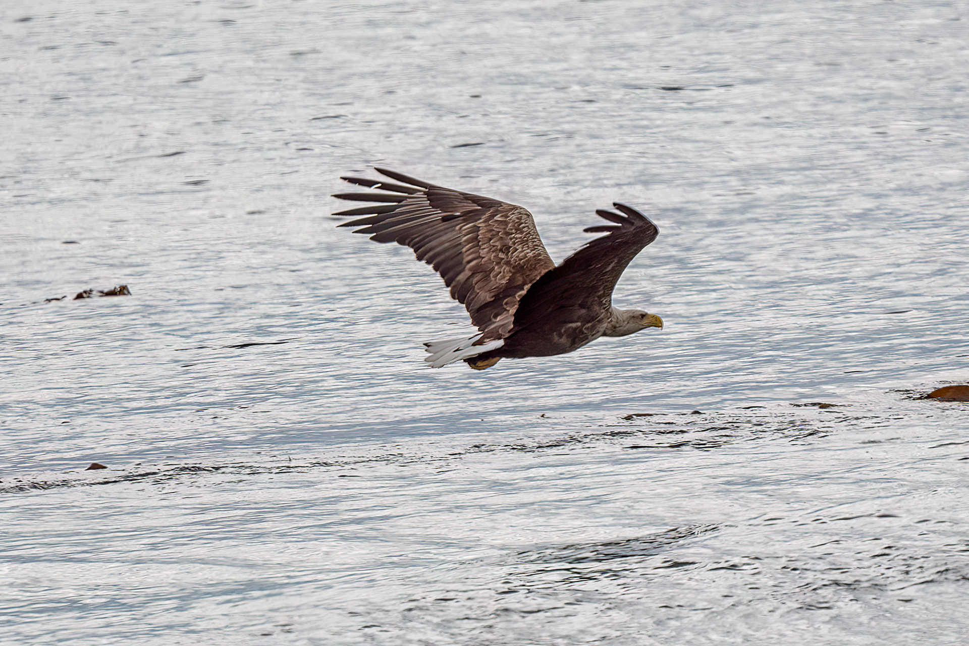 Penisola di Varanger - Aquila di mare codabianca
