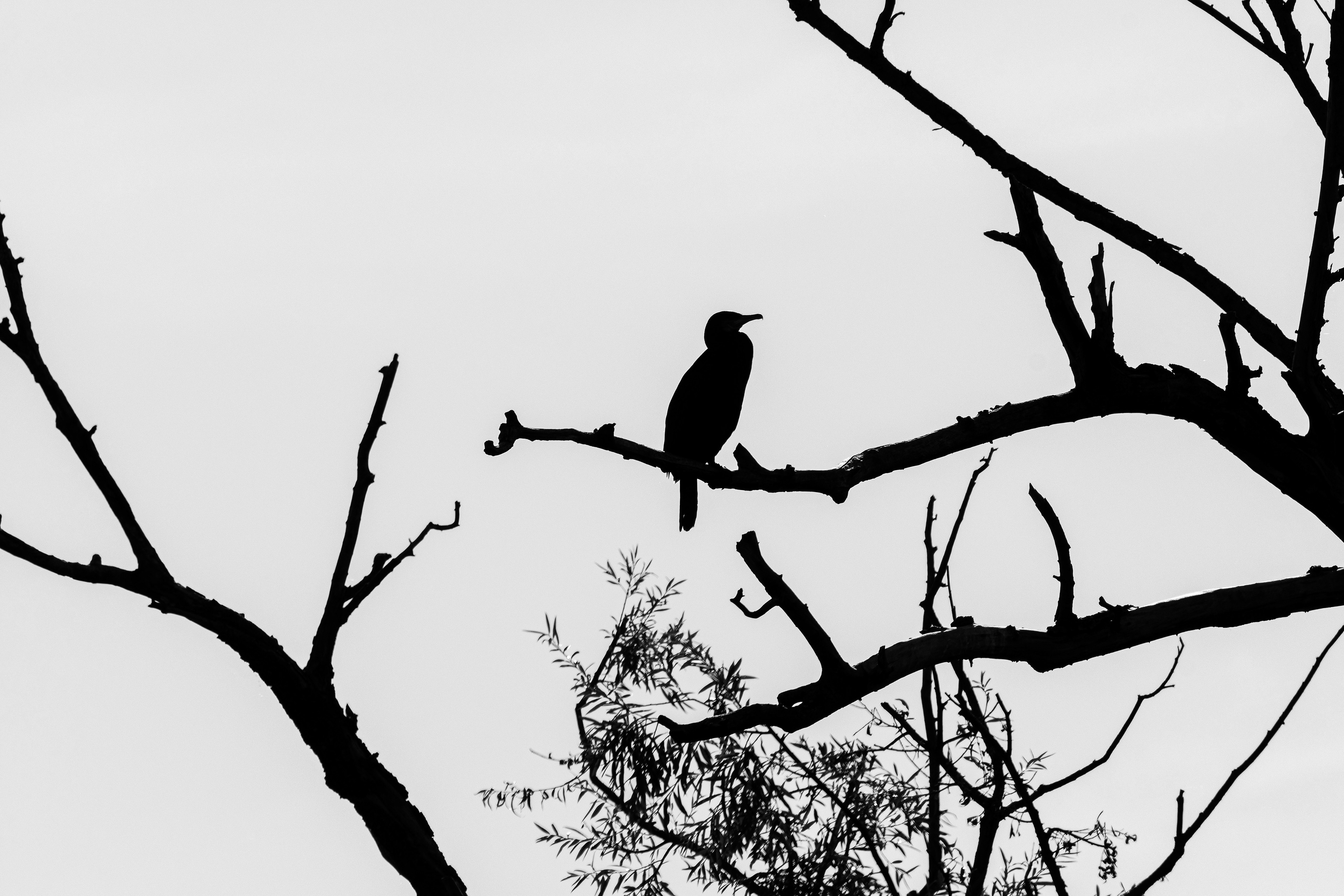 Cormorano