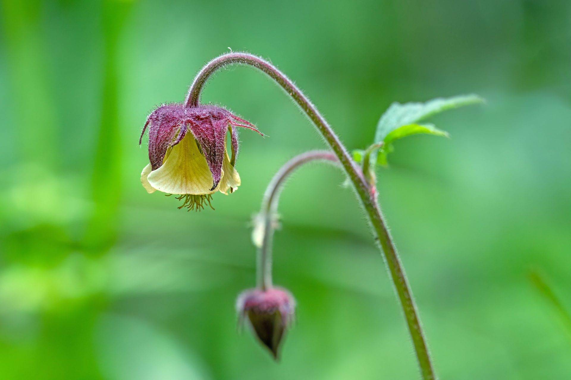 Geum rivale