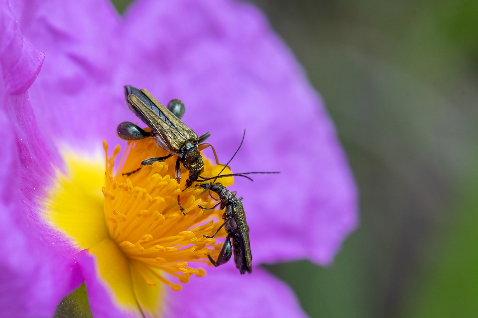Oedemera nobilis