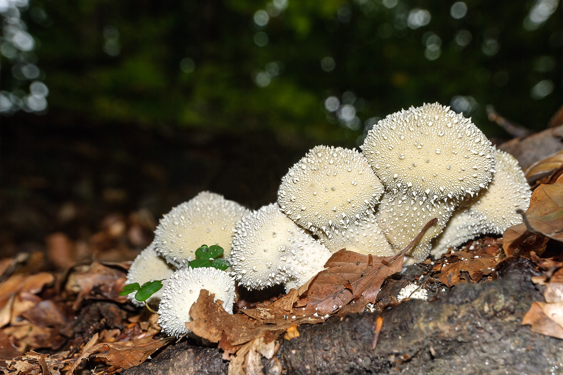 Lycoperdon perlatum