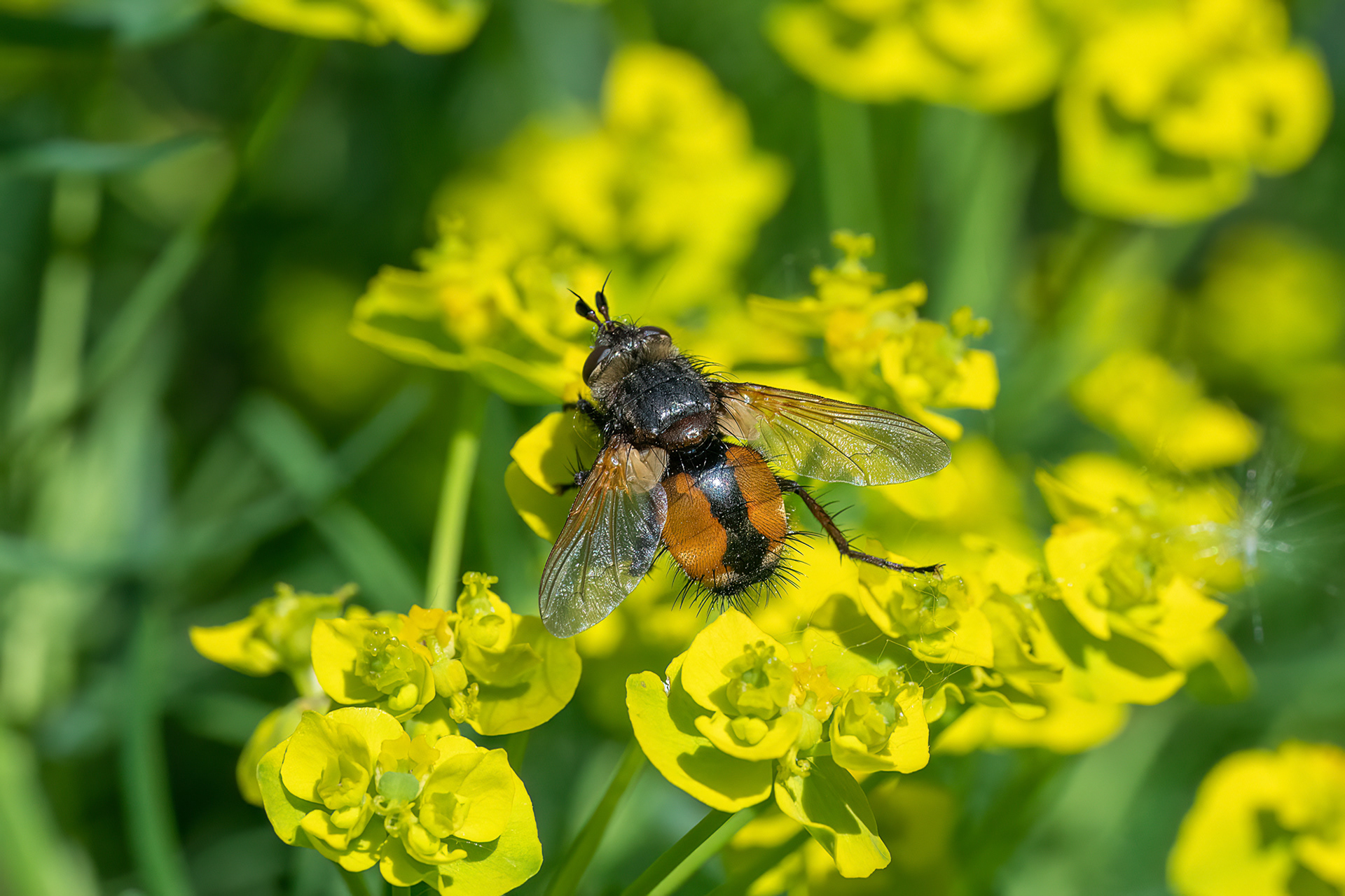 Tachina fera