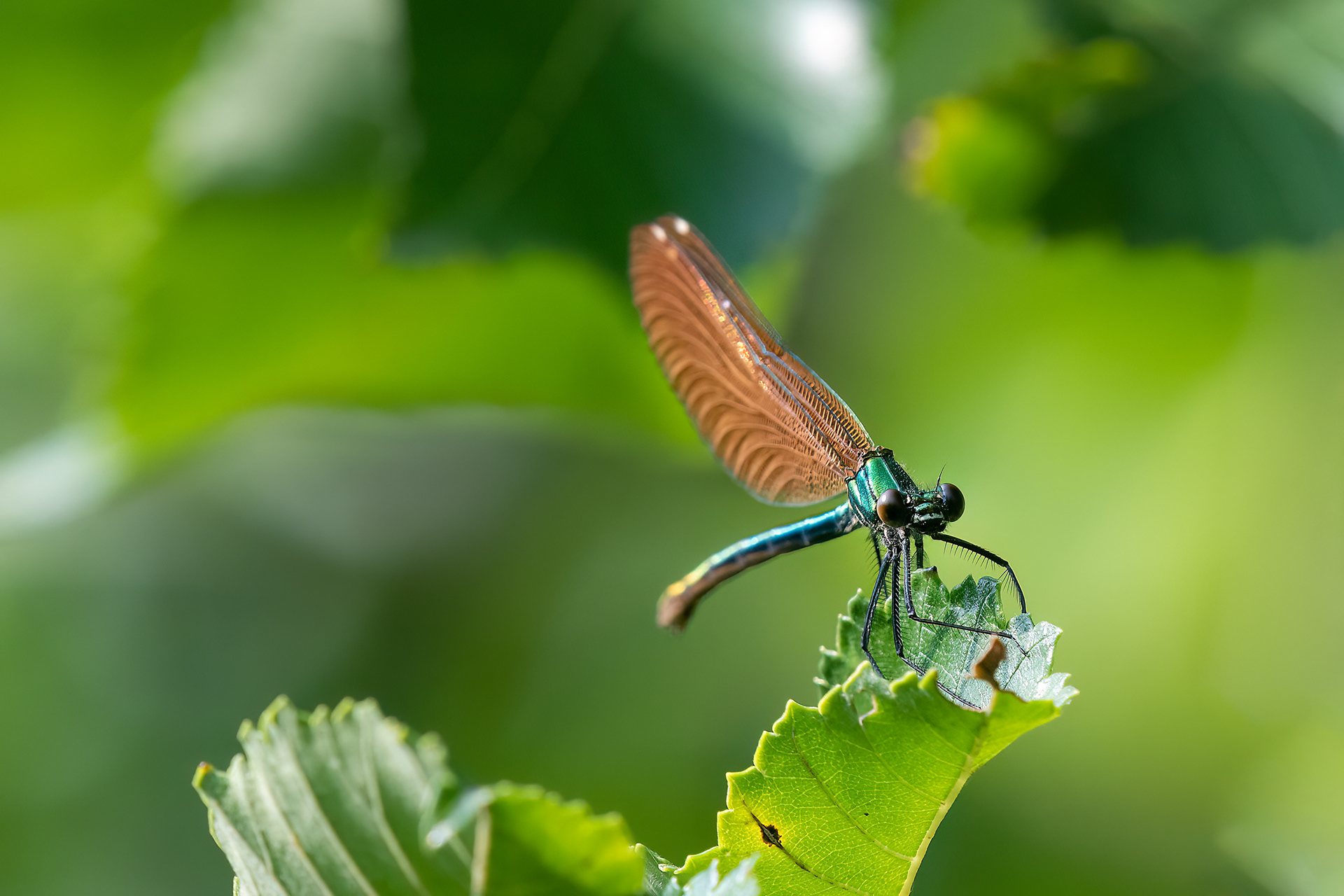 Calopteryx virgo