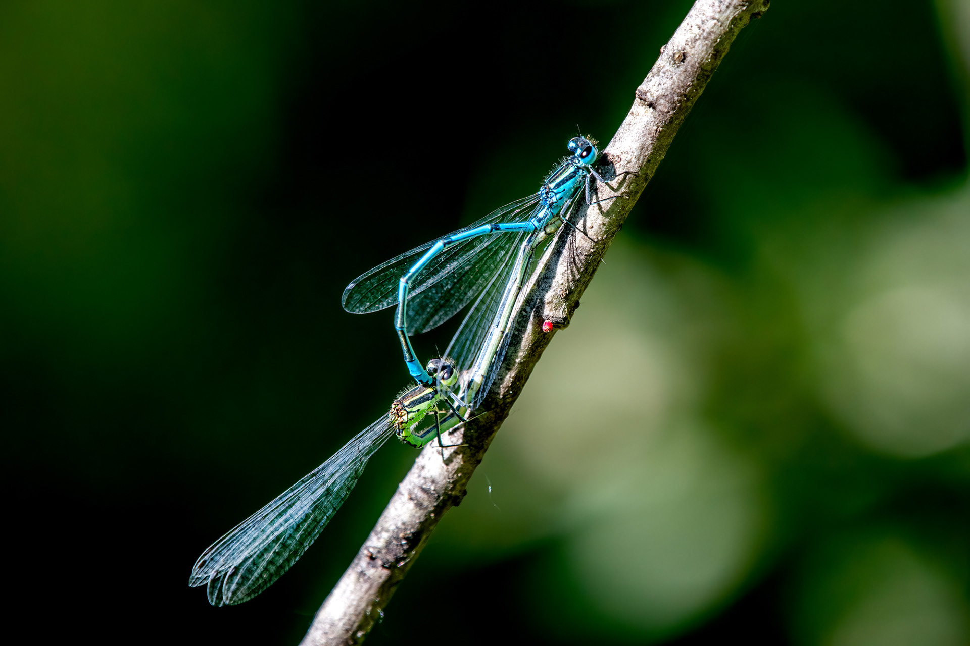 Coenagrion puella maschio e femmina