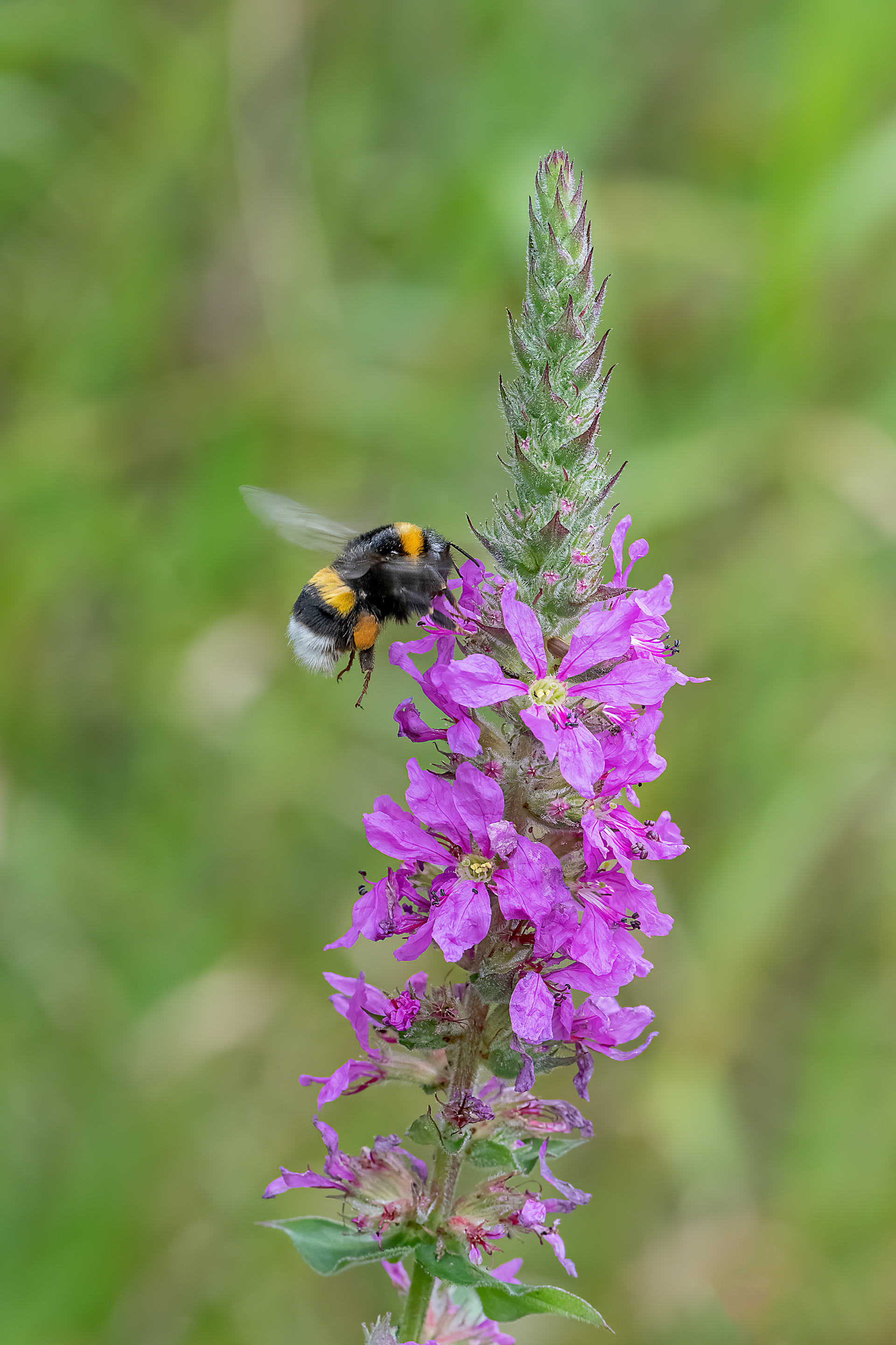 Bombus terrestris