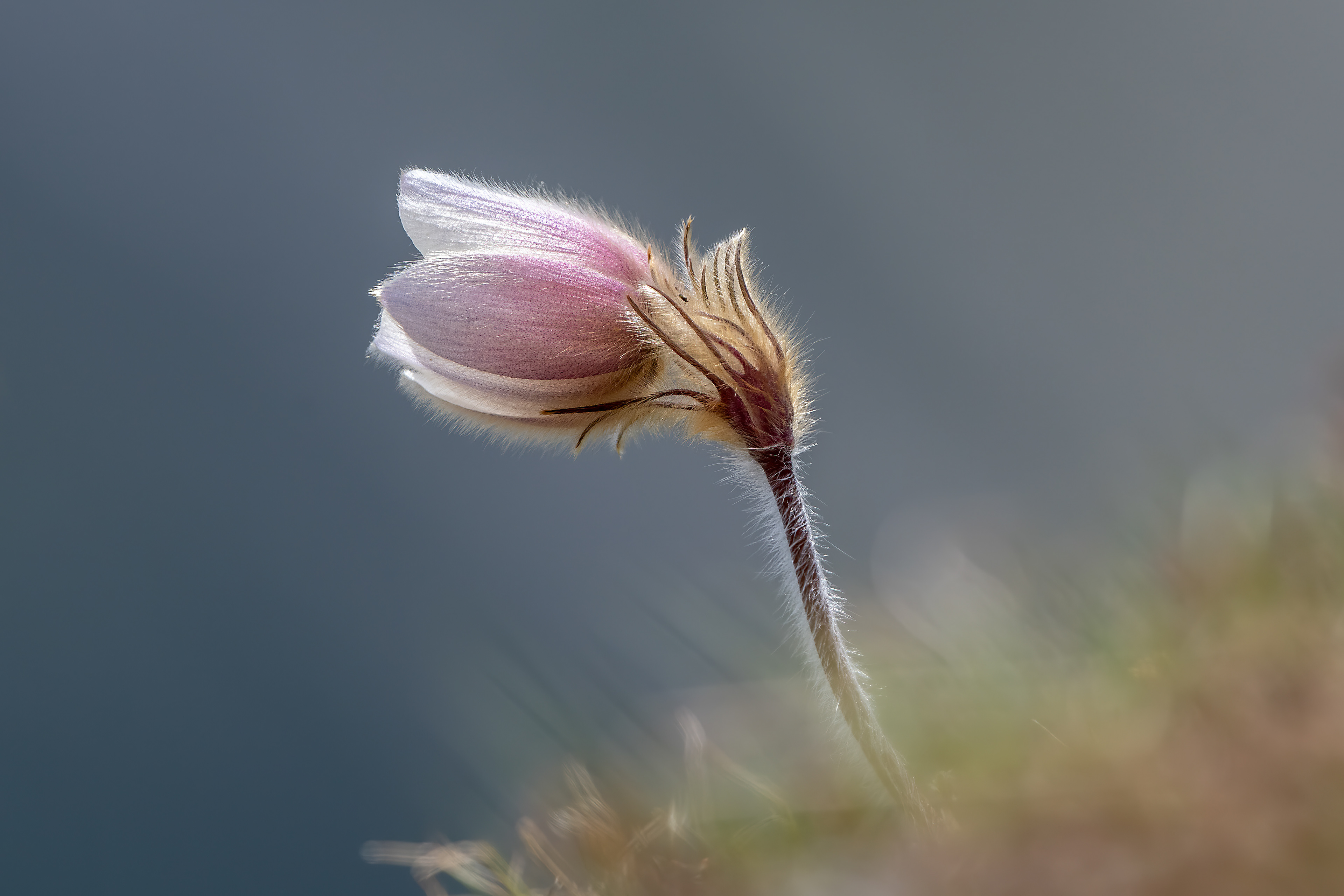 Pulsatilla vernalis