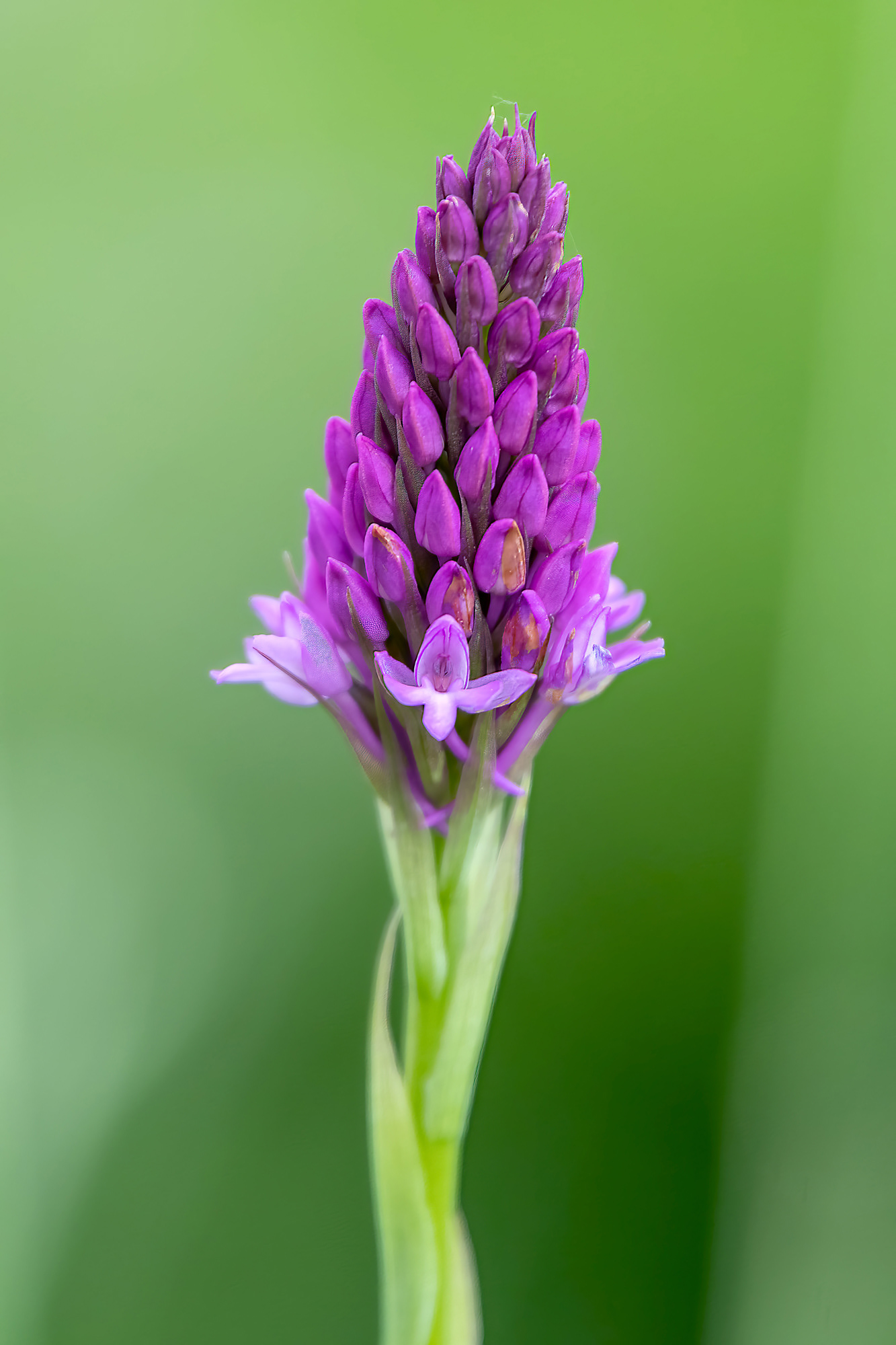 Anacamptis pyramidalis