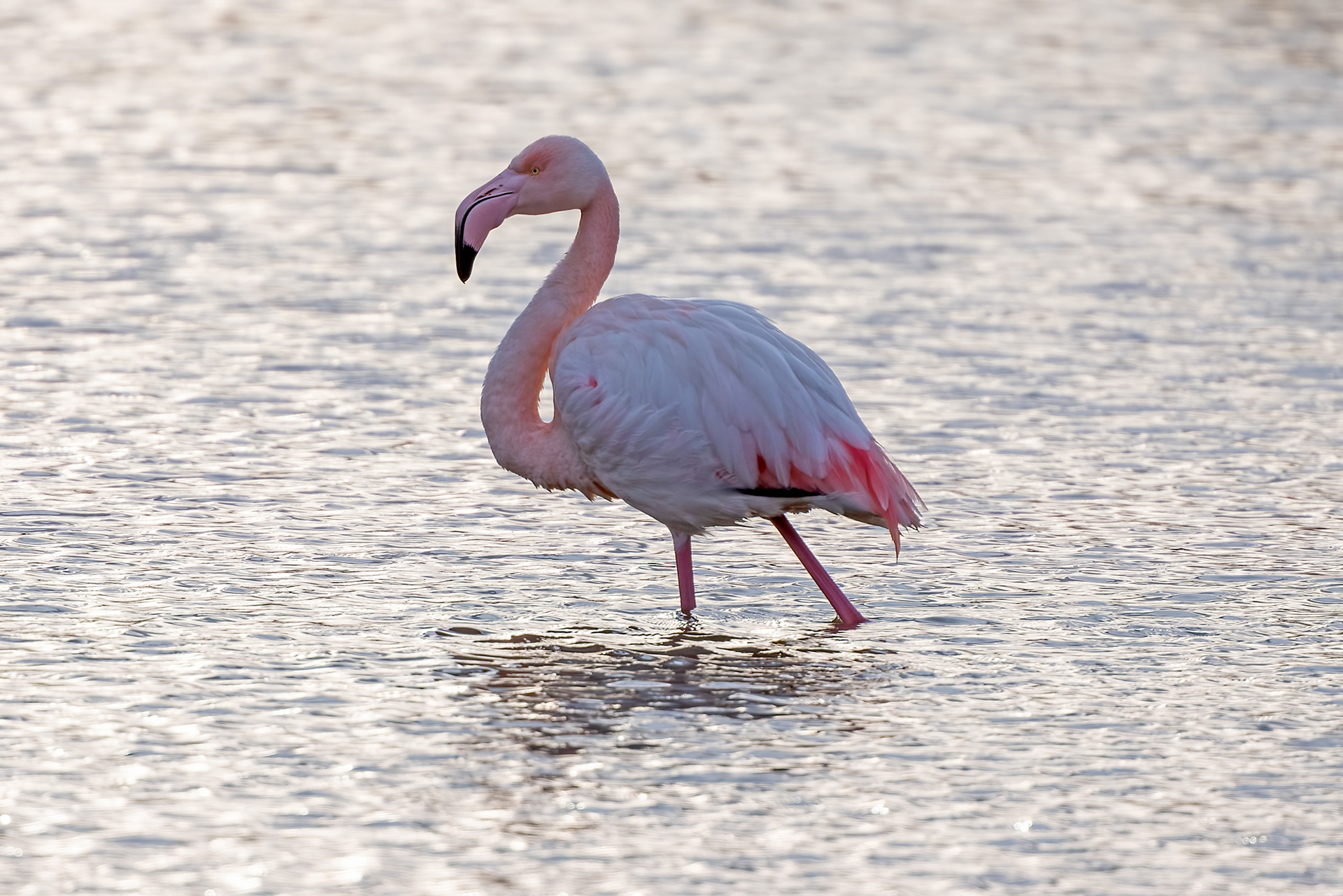 Riserva Sentina - fenicottero
