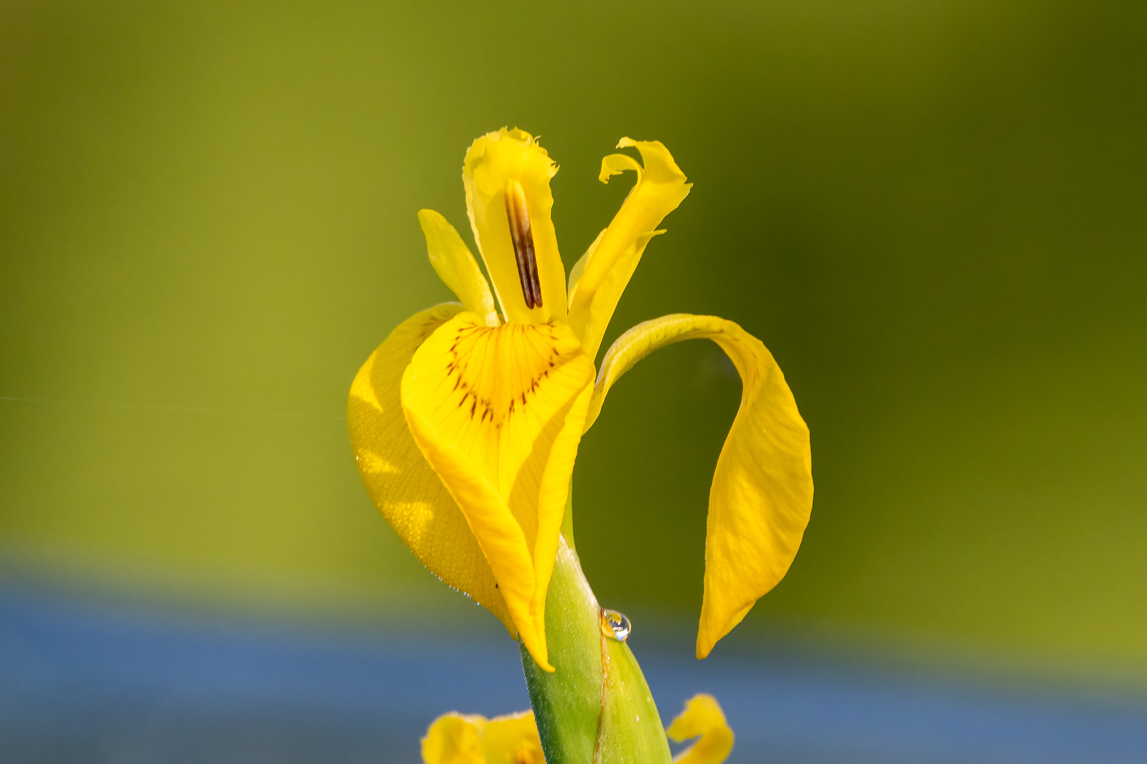 iris giallo