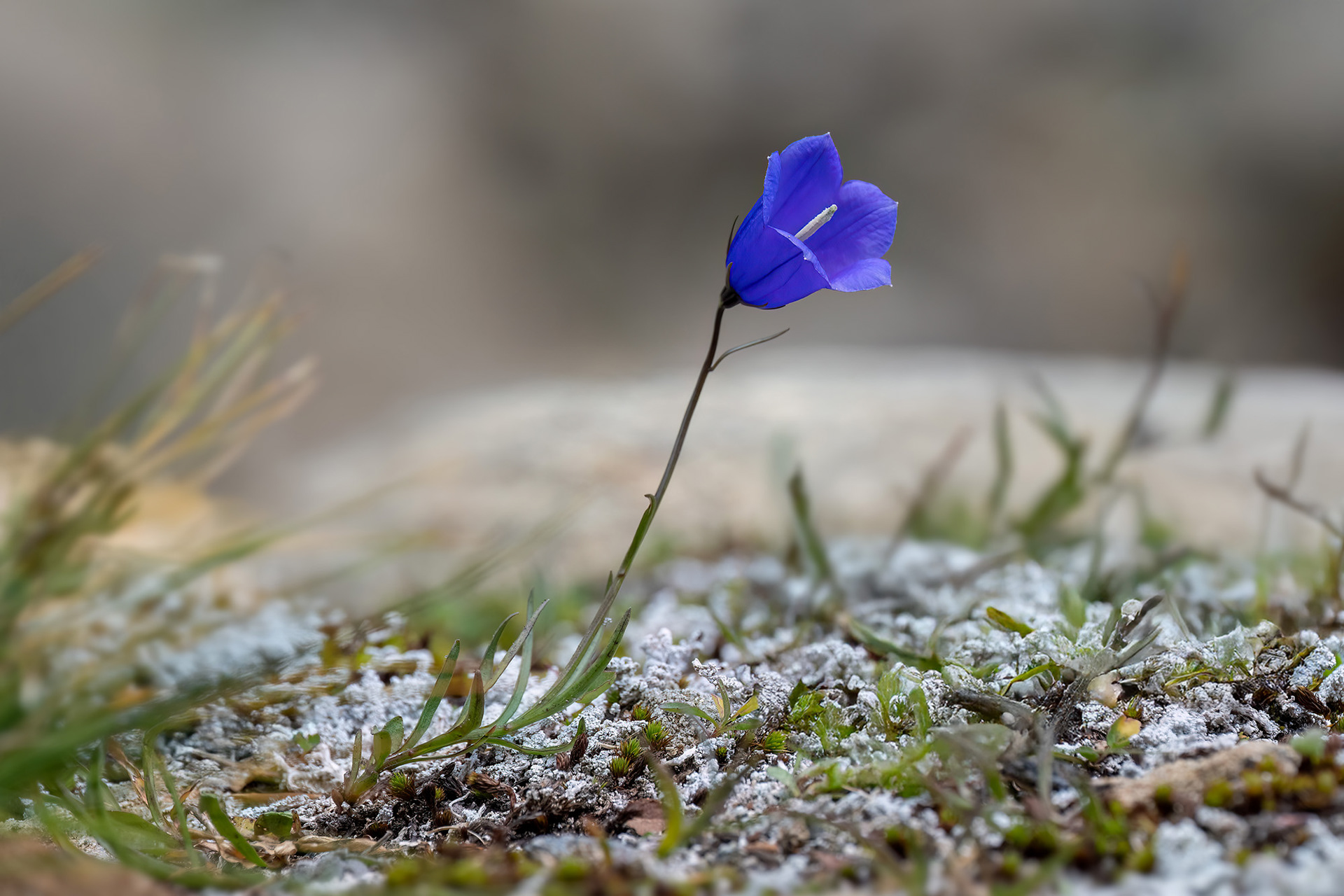 Campanula di Scheuchzer - (Campanula scheuchzeri)