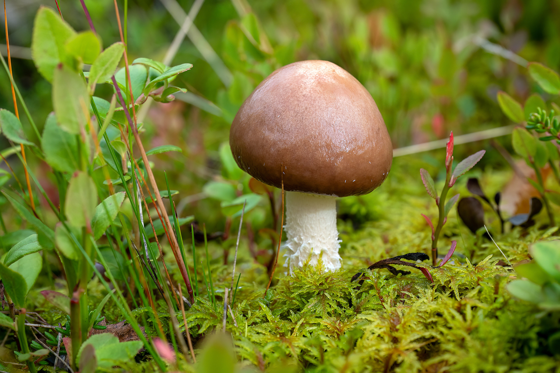 Amanita regalis