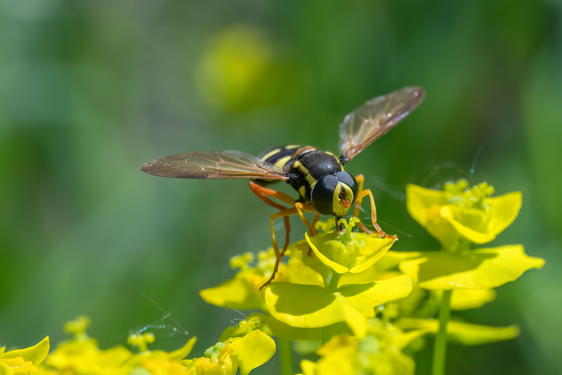 Chrysotoxum