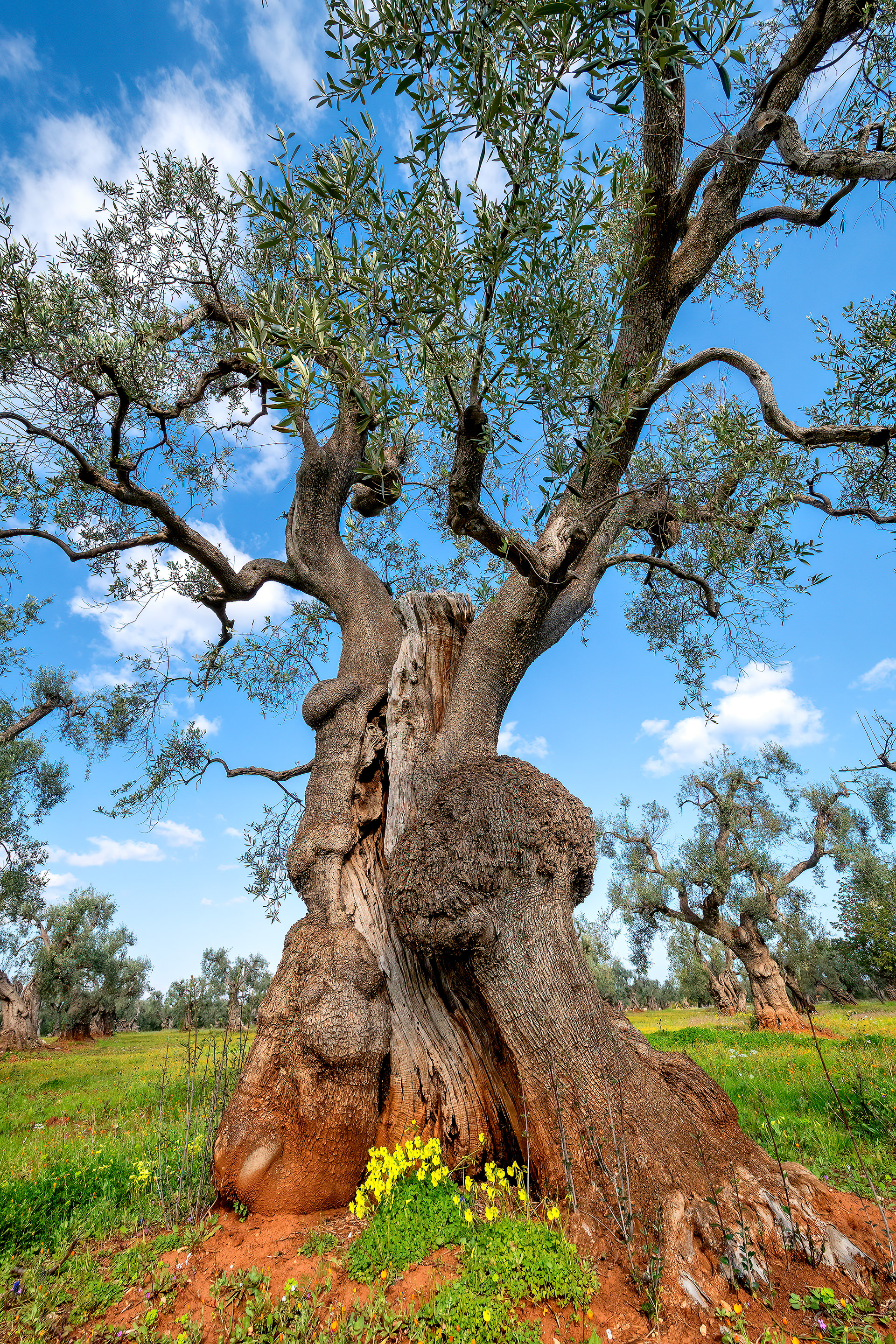Piana di Ostuni