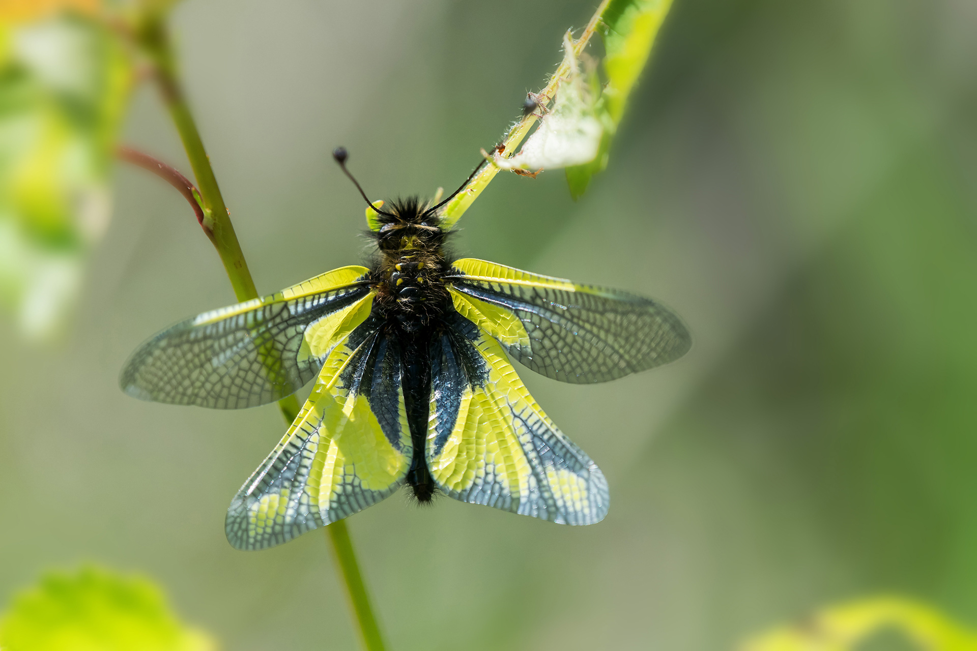 Ascalaphus libelluloides