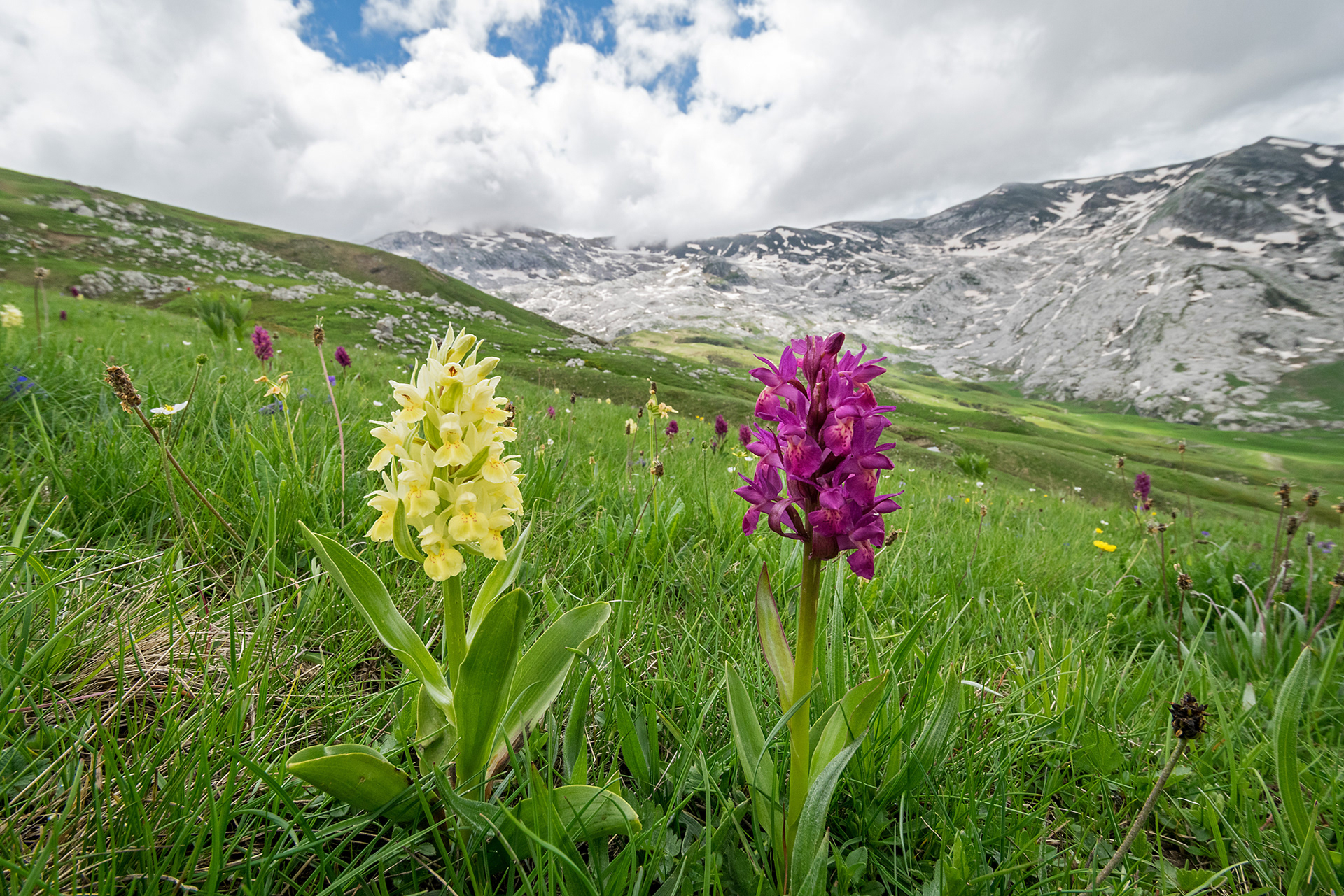 Dactylorhiza sambucina