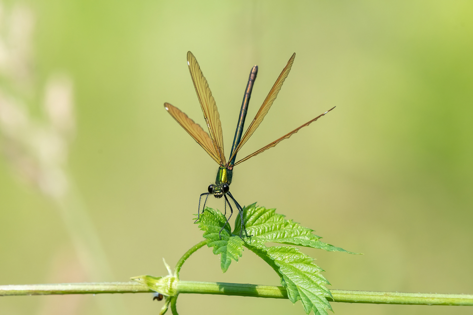 Calopteryx