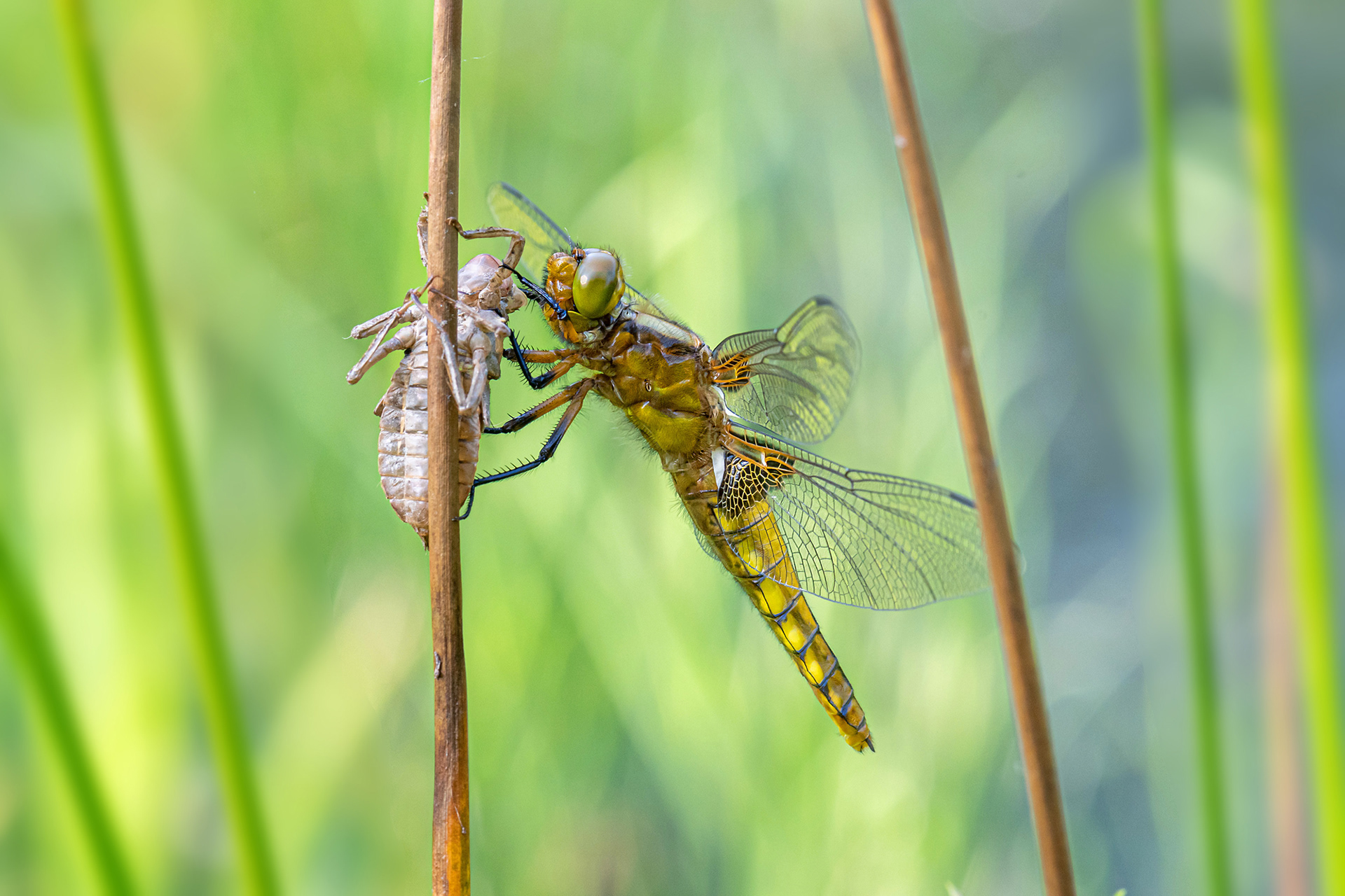 Orthetrum cancellatum