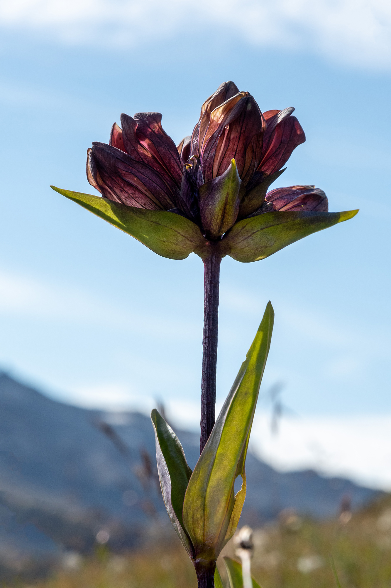 Gentiana purpurea