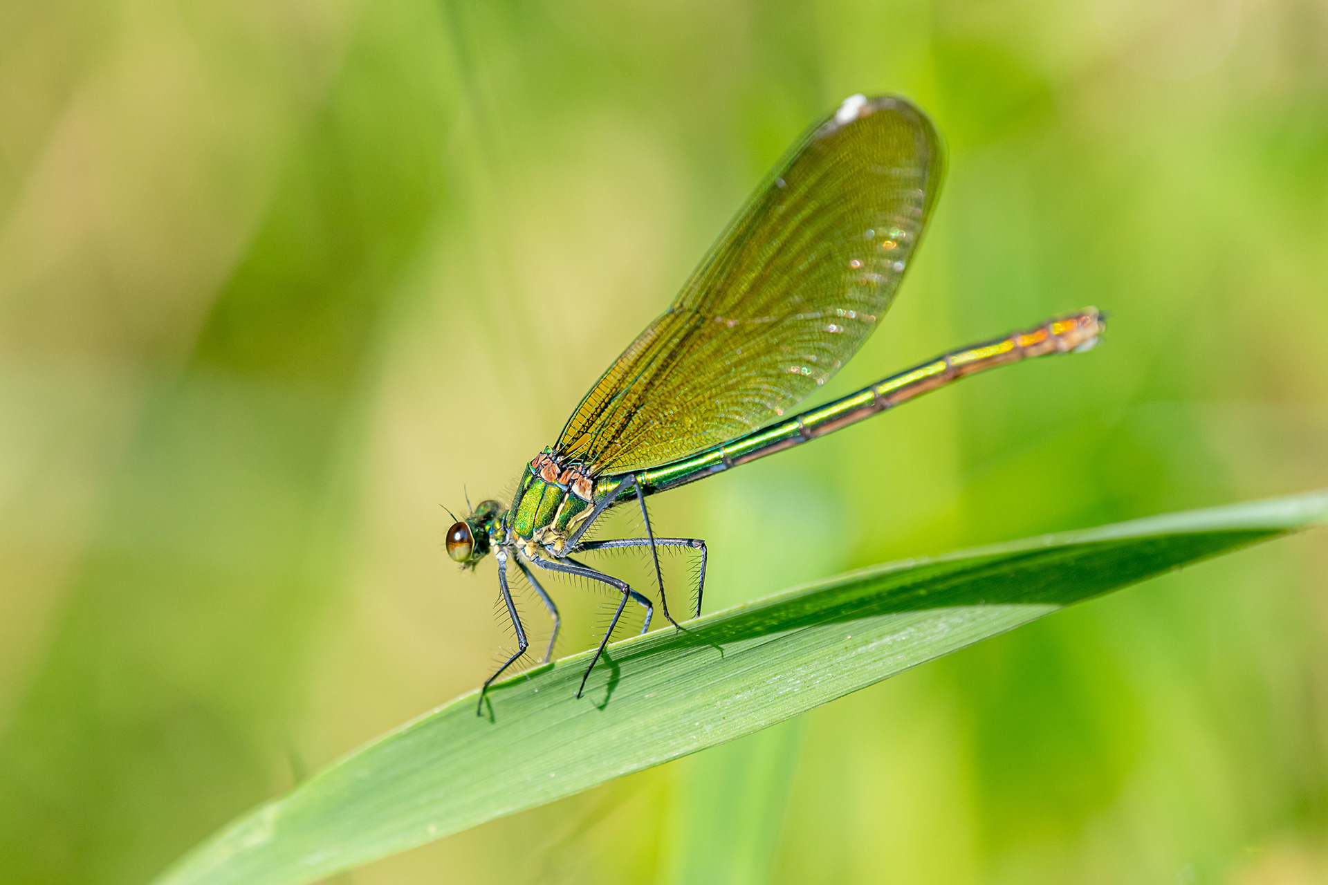 Calopteryx