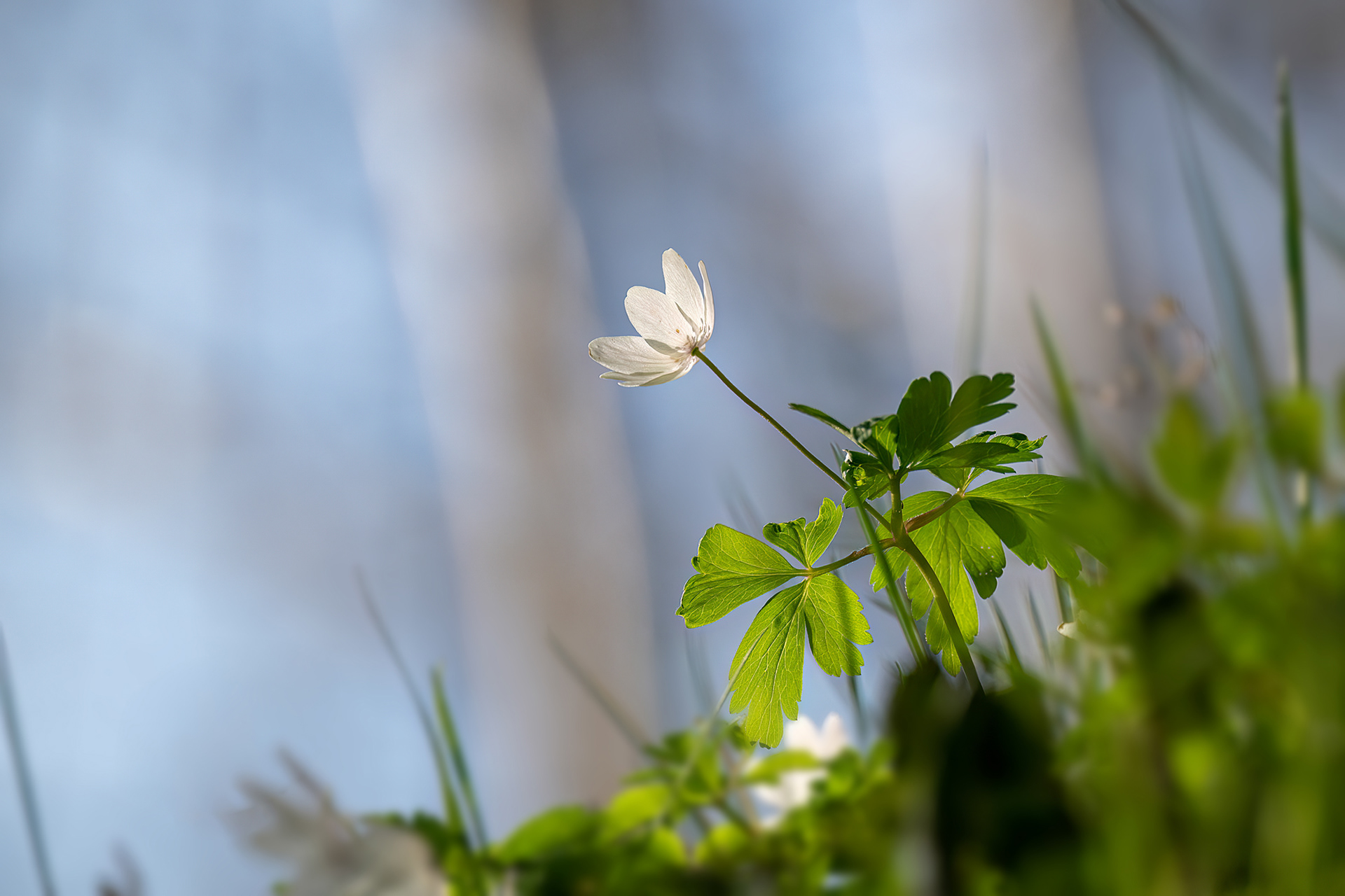 Anemone nemorosa