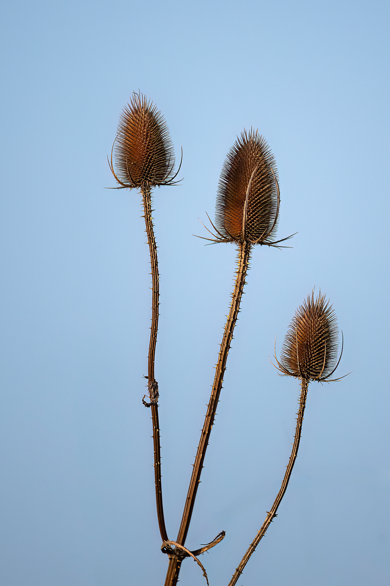 Cardo