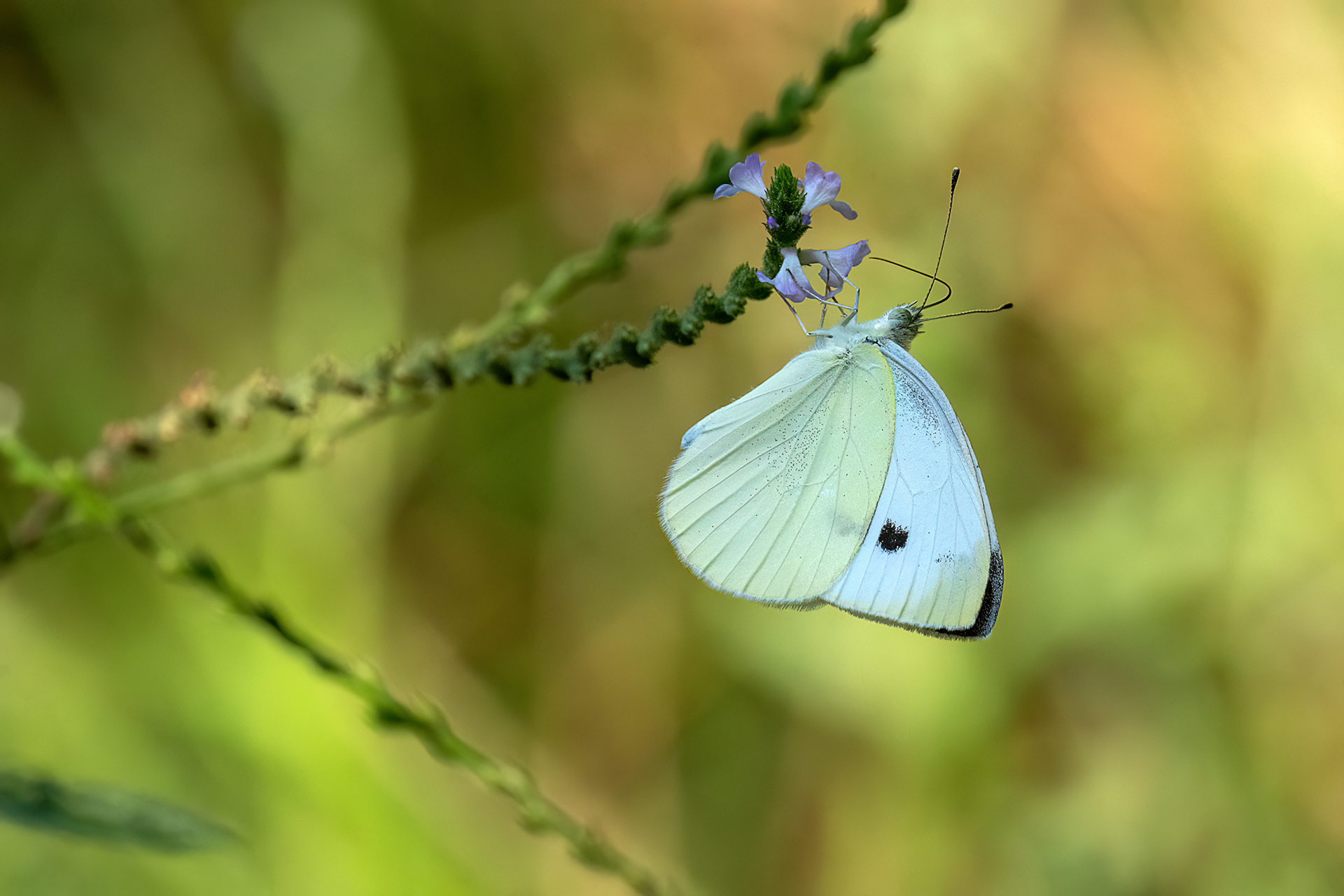 Cavolaia minore - Pieris rapae