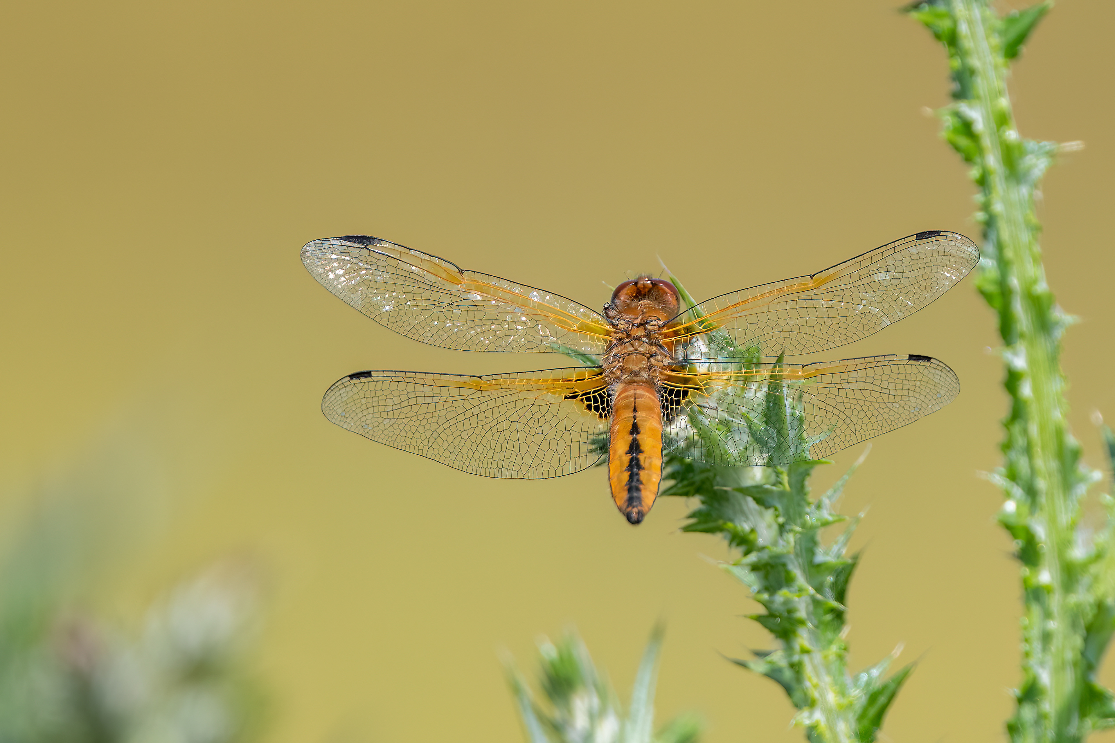 libellula fulva femmina