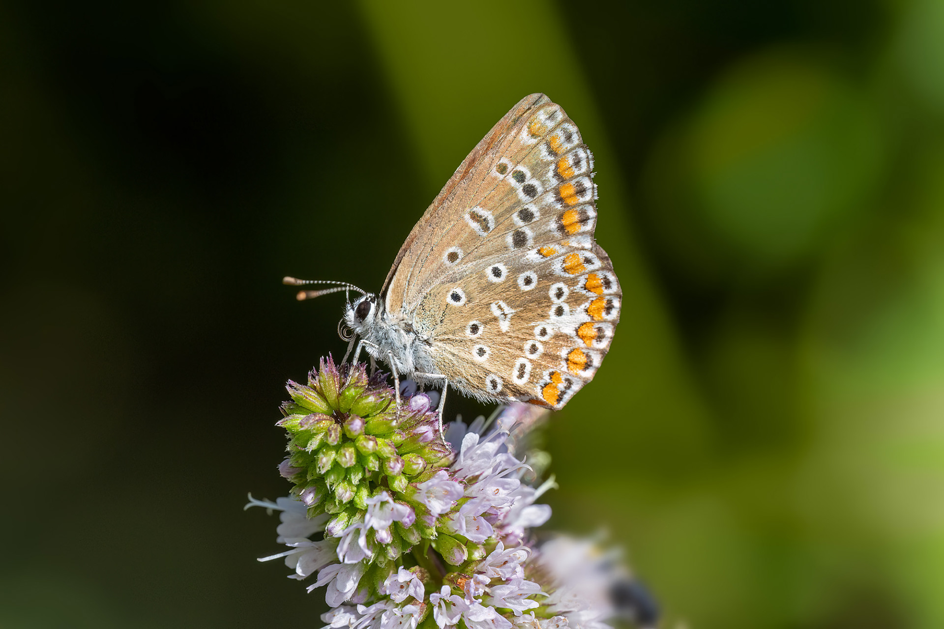 Polyommatus icarus femmina