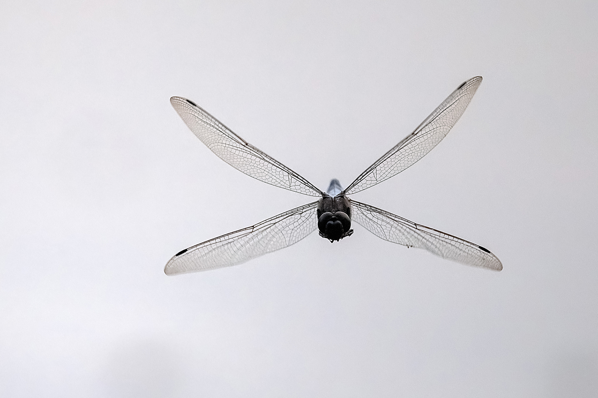 Orthetrum albystilum