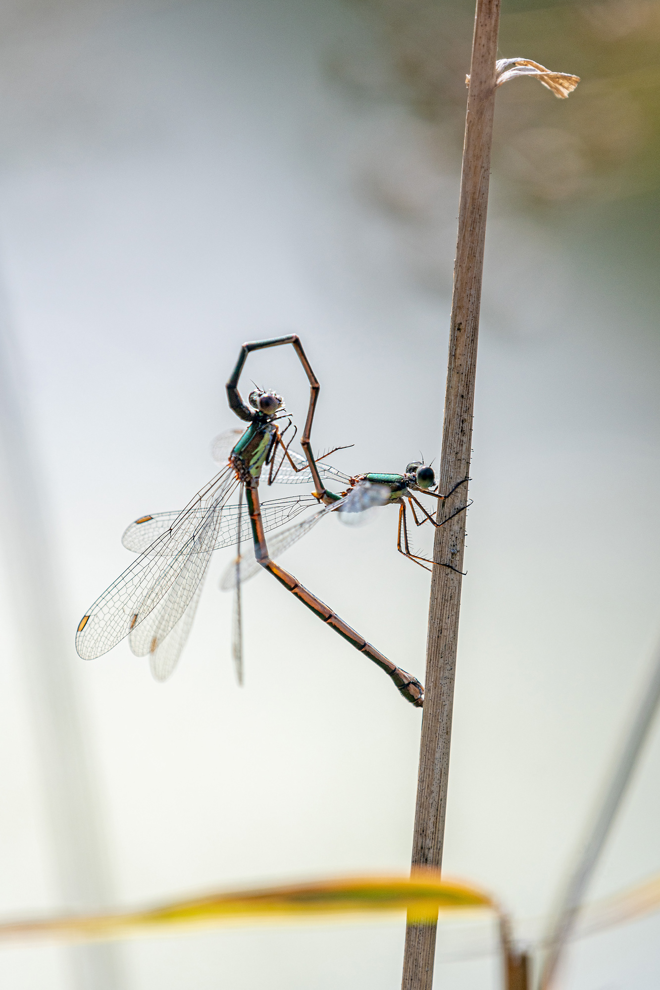 Lestes viridis