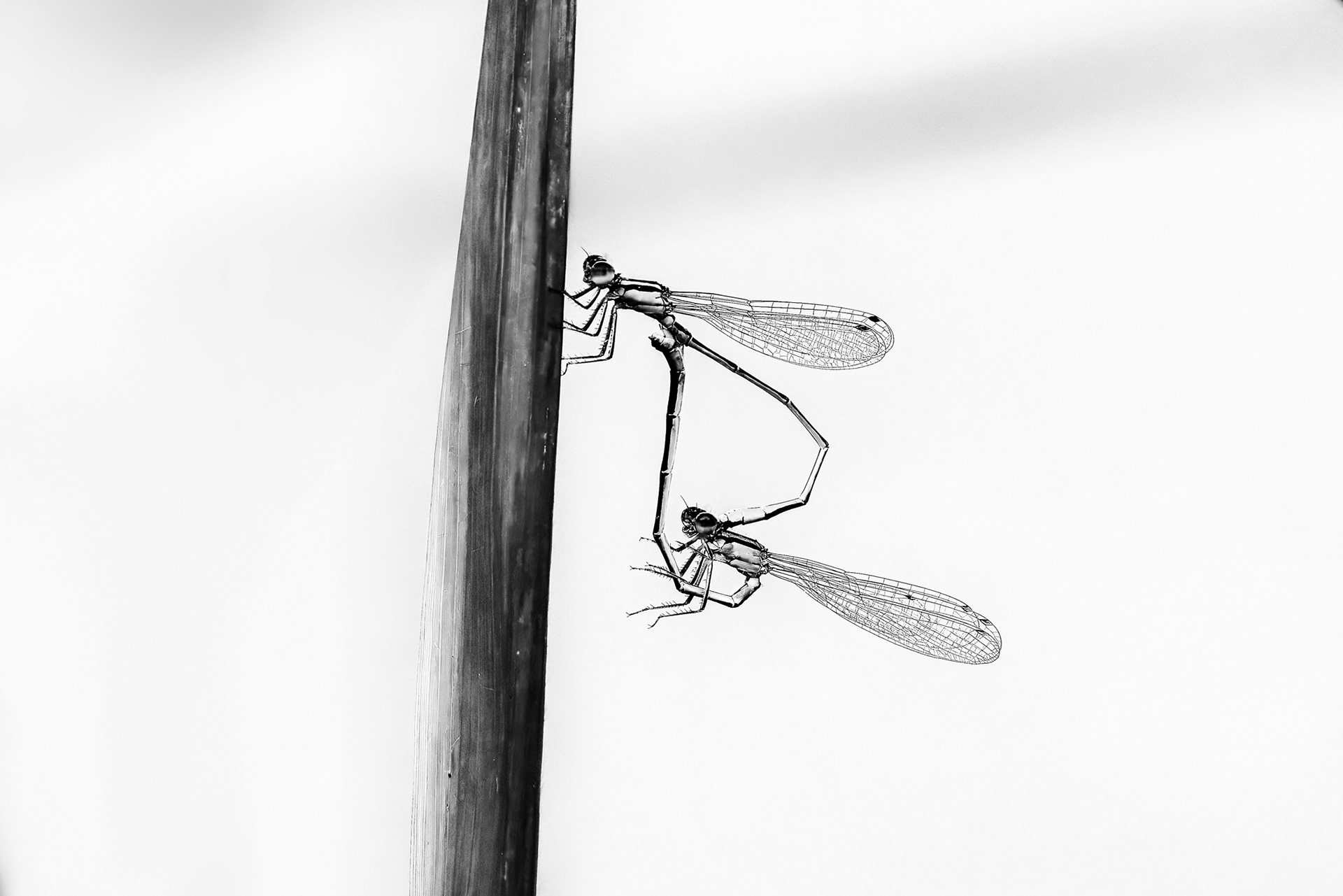 Ischnura elegans