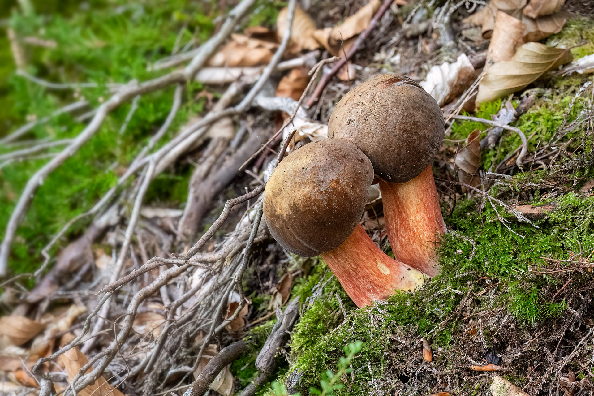 Boletus erythropus