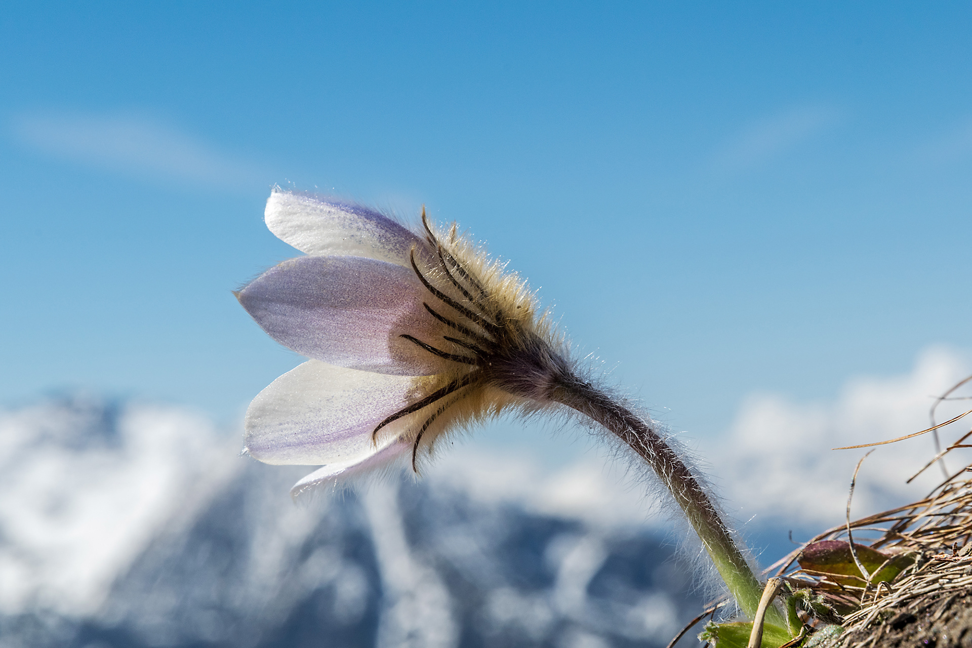 Pulsatilla vernalis