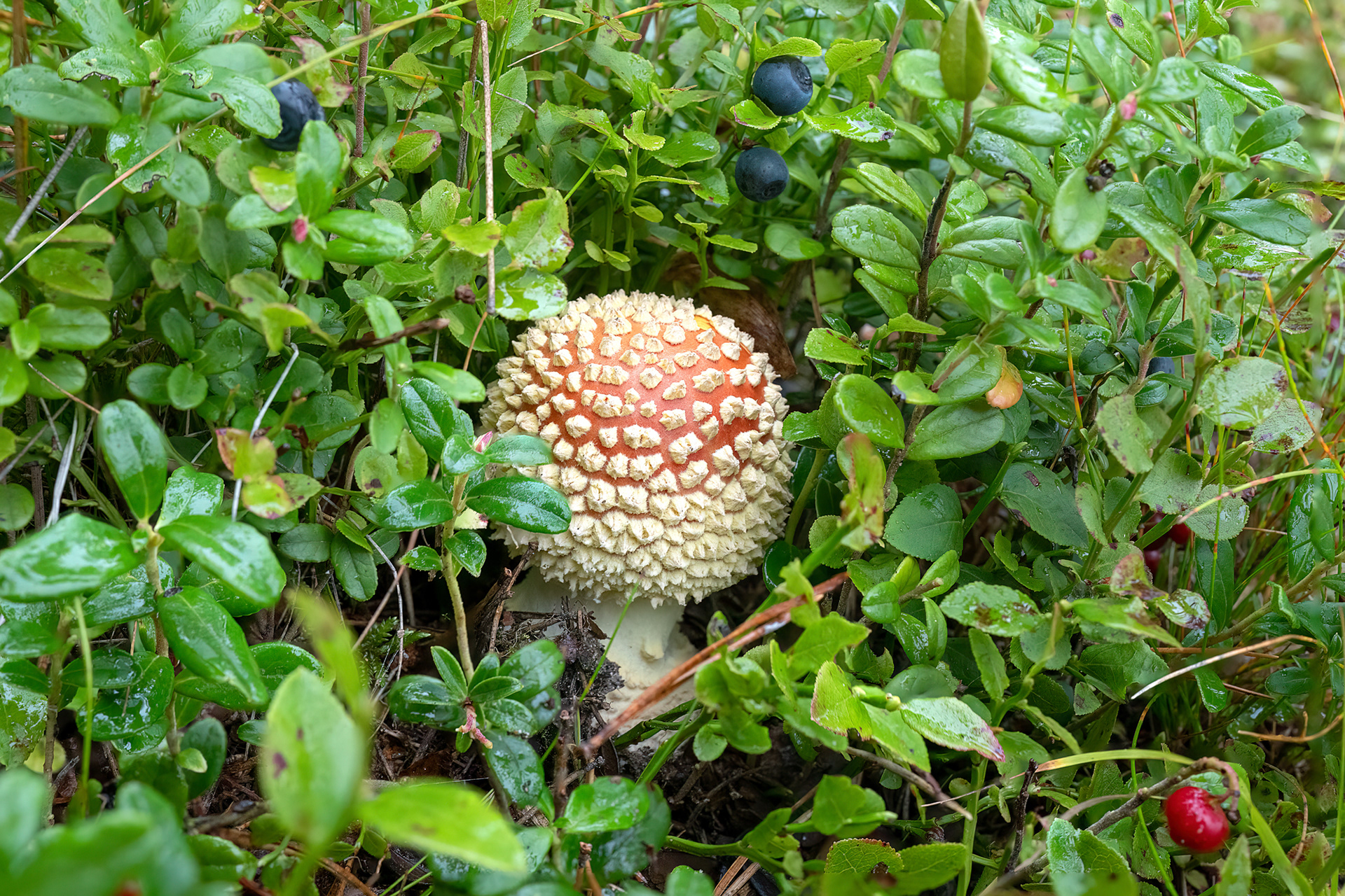 Amanita muscaria