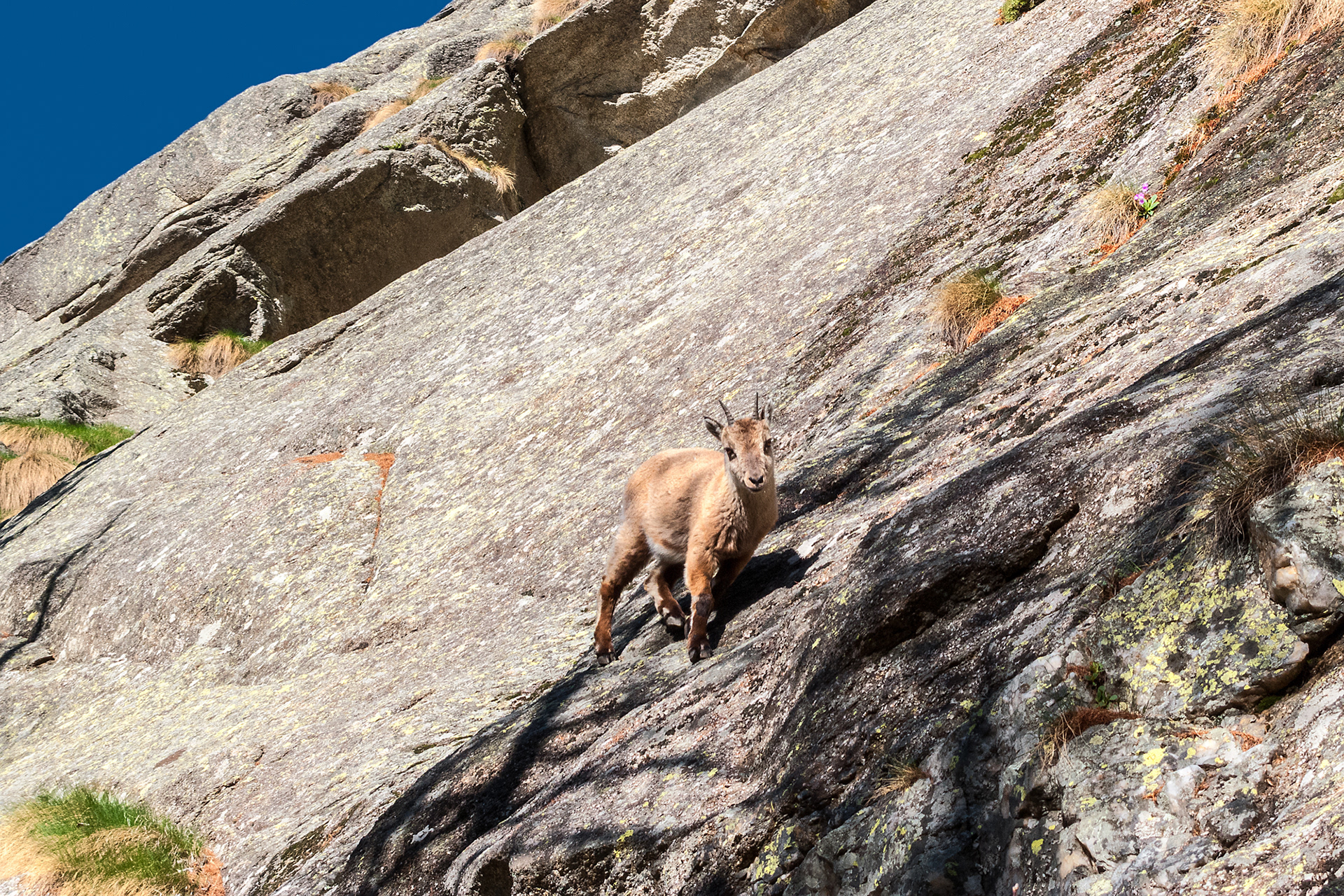 Valle dell'Orco - Sergent - stambecco
