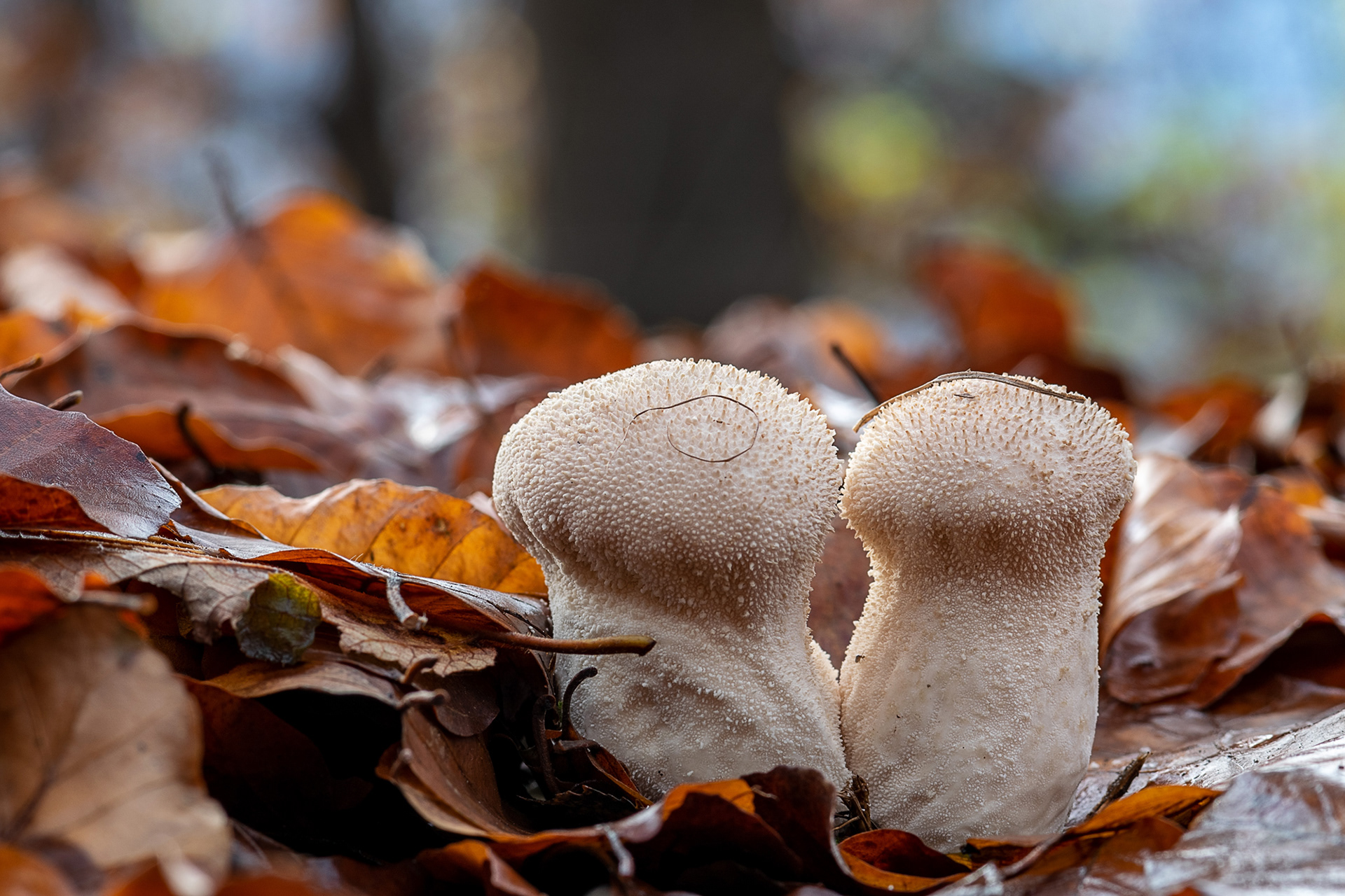 Lycoperdon perlatum