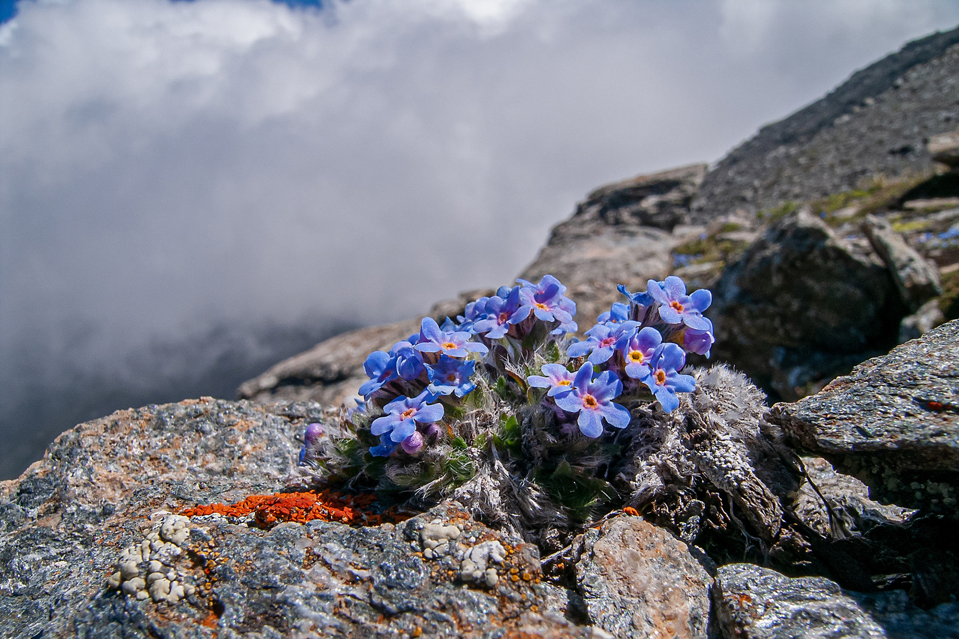 Myosotis nano