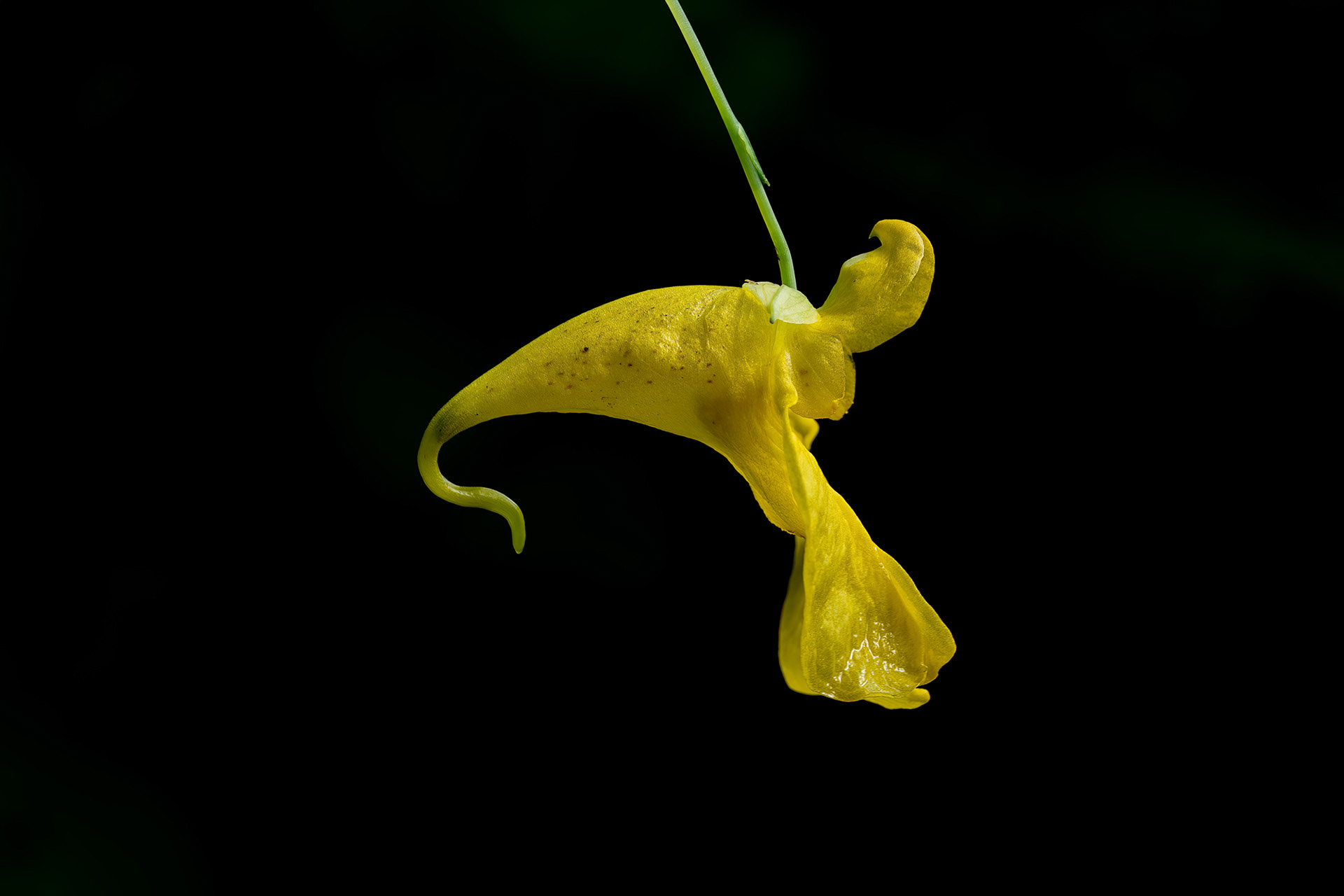 Balsamina gialla